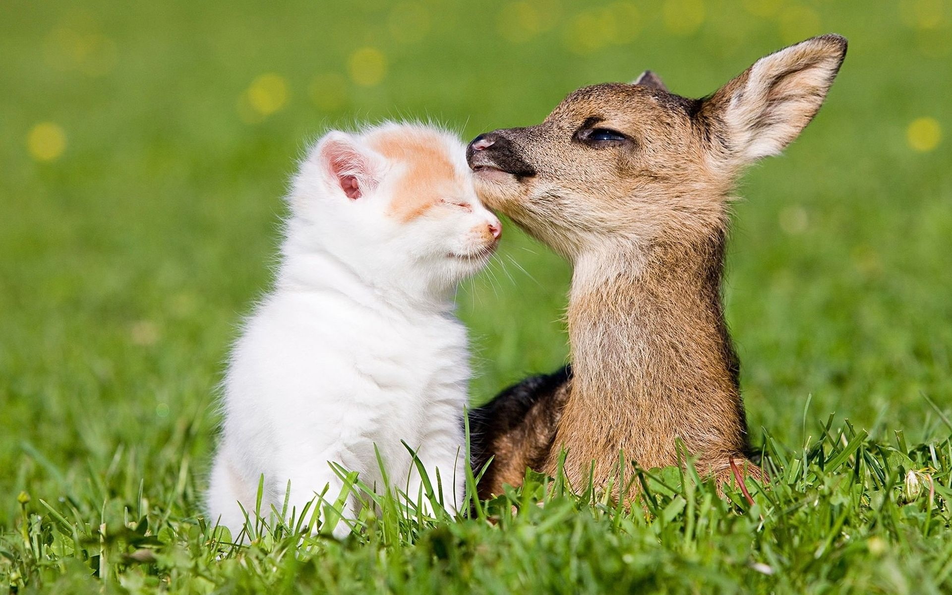Kitten and little deer's friendship, white long fur cat and brown deer