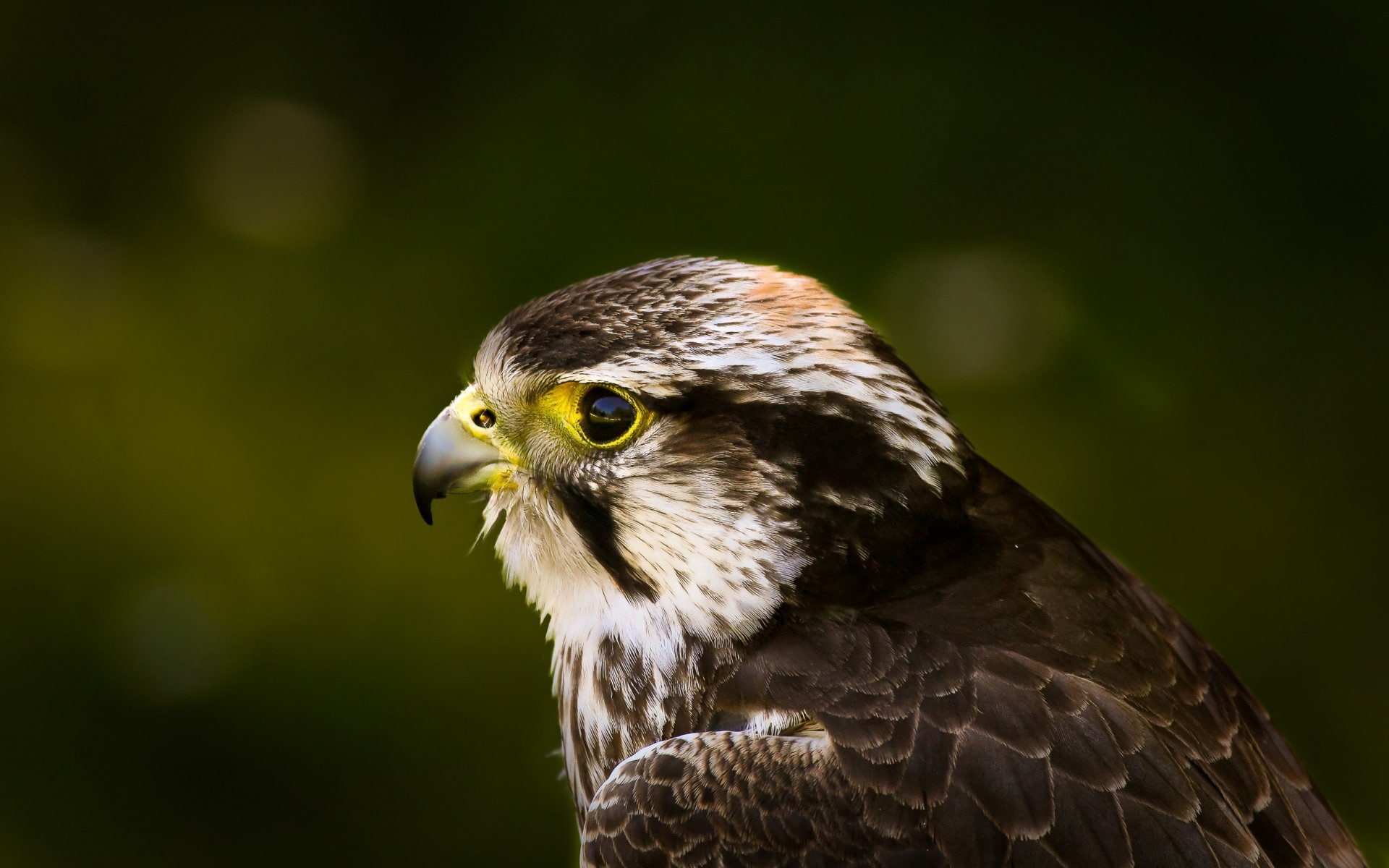 Birds, Eagle