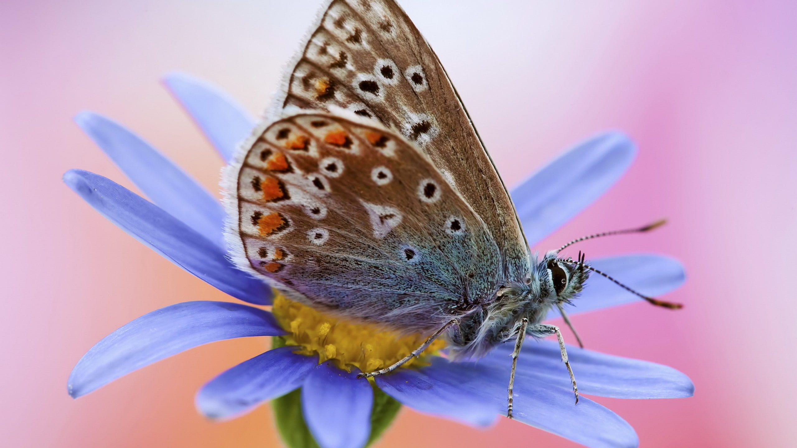 common blue butterfly perched on blue petaled flower, Artemis