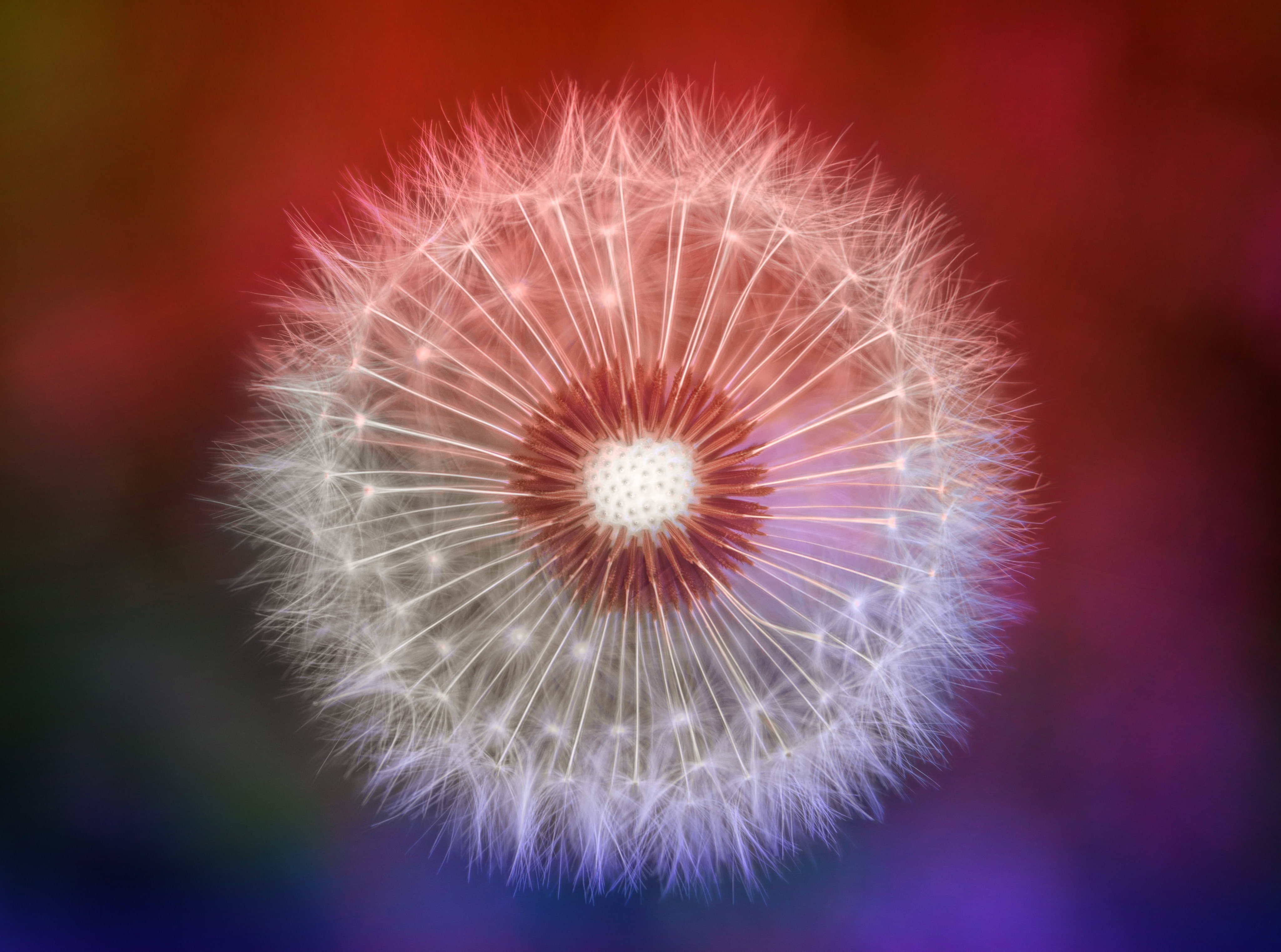Colorful Dandelion Seeds Macro, Aero, Photography, Plant, Bloom