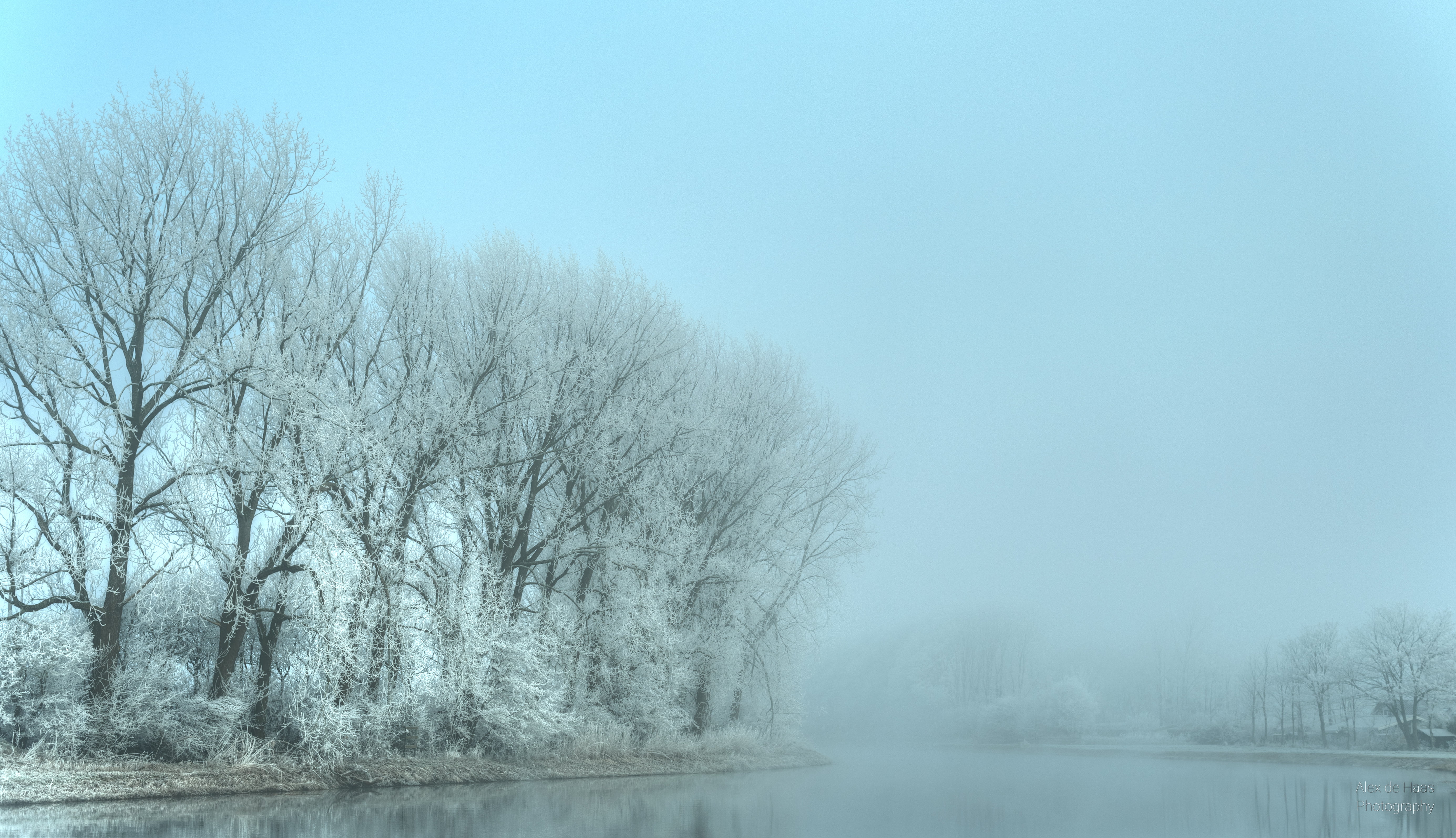white and black tree, Lost in the fog, morgens, HDR, Nederland