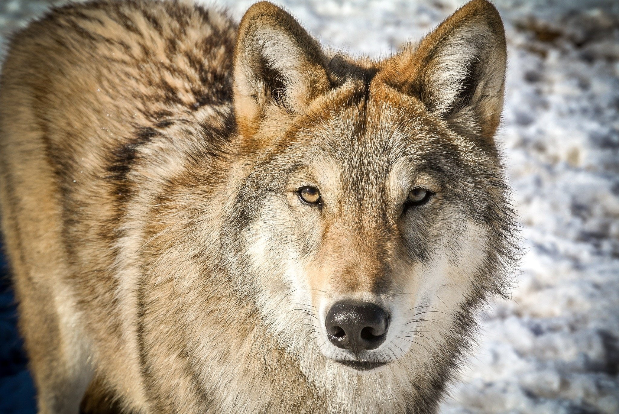 wolf, wolves