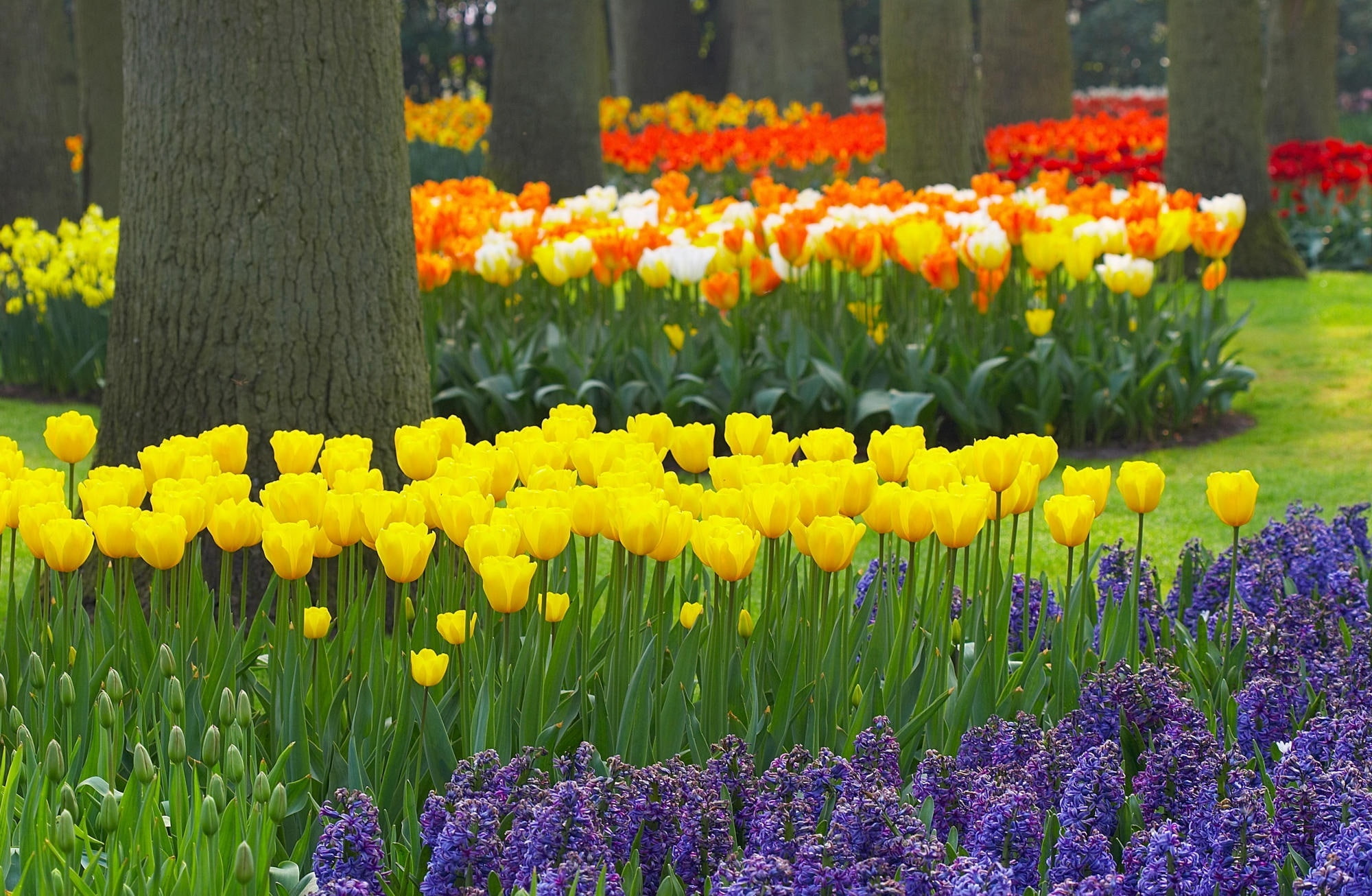 Spring Garden Keukenhof Gardens Lisse Holland, yellow tulip flowers
