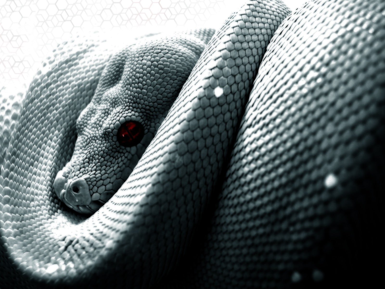 python, reptile, Scales, snake