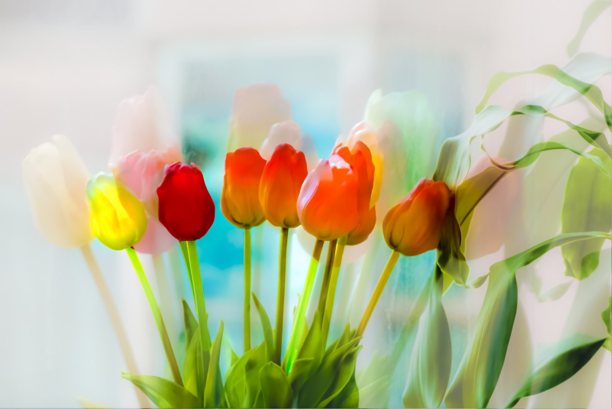 tulips, flowers, plants, flowering plant, freshness, beauty in nature