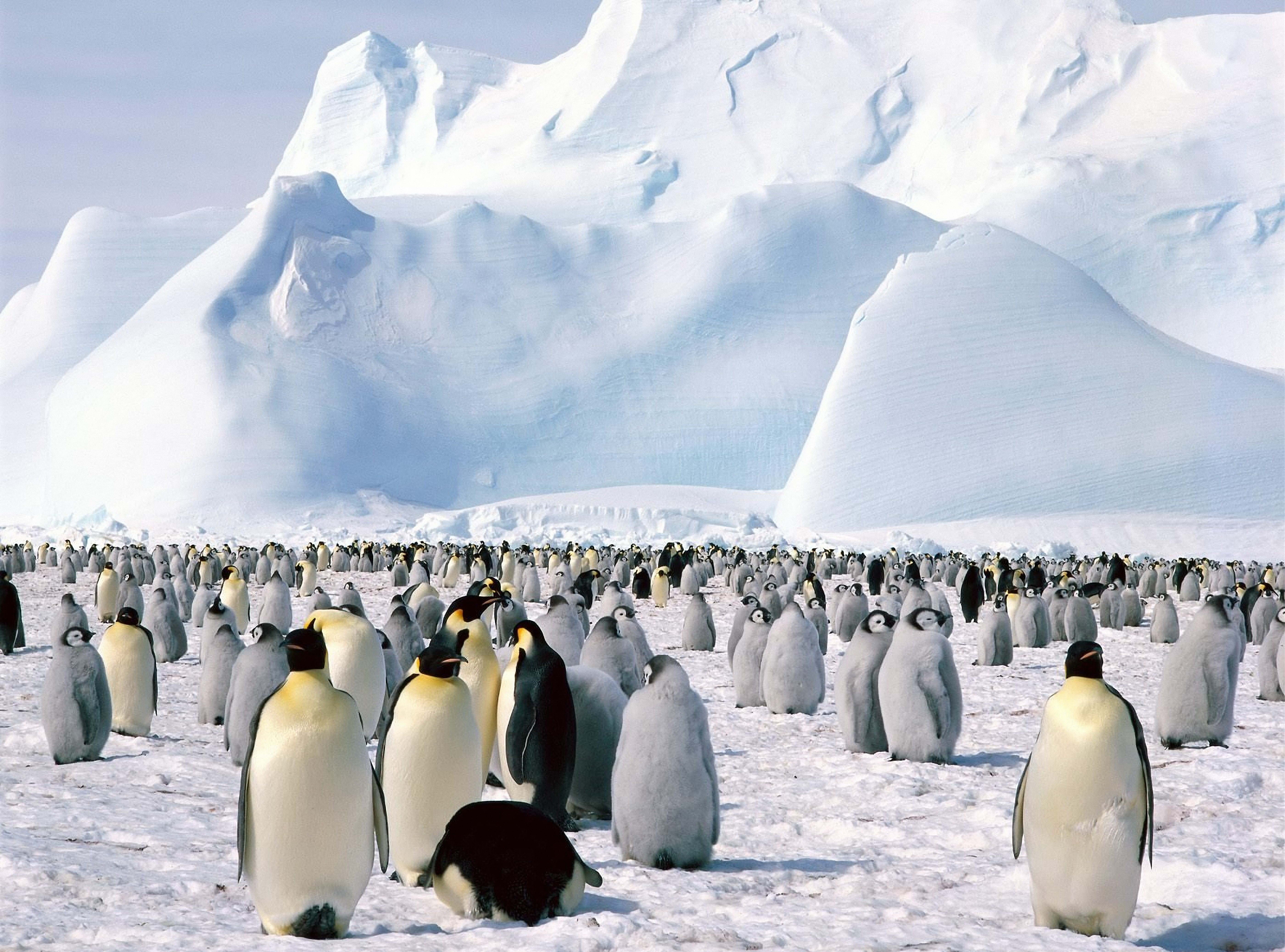 penguin lot, penguins, flock, north, snow, mountain, antarctica