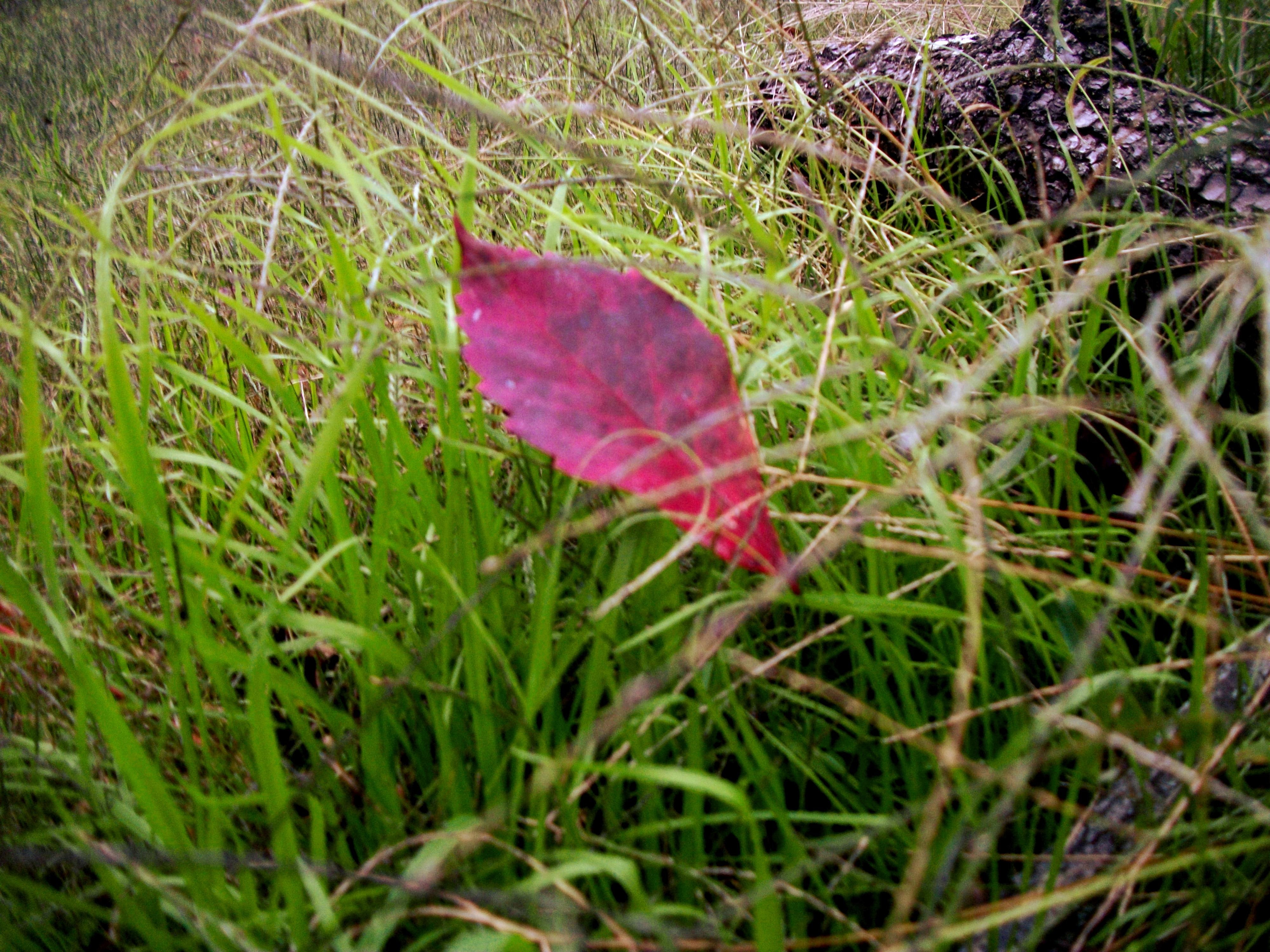 Red lil, brown leaf and green grass, jake, leavs, logs-in-uper-left-corner