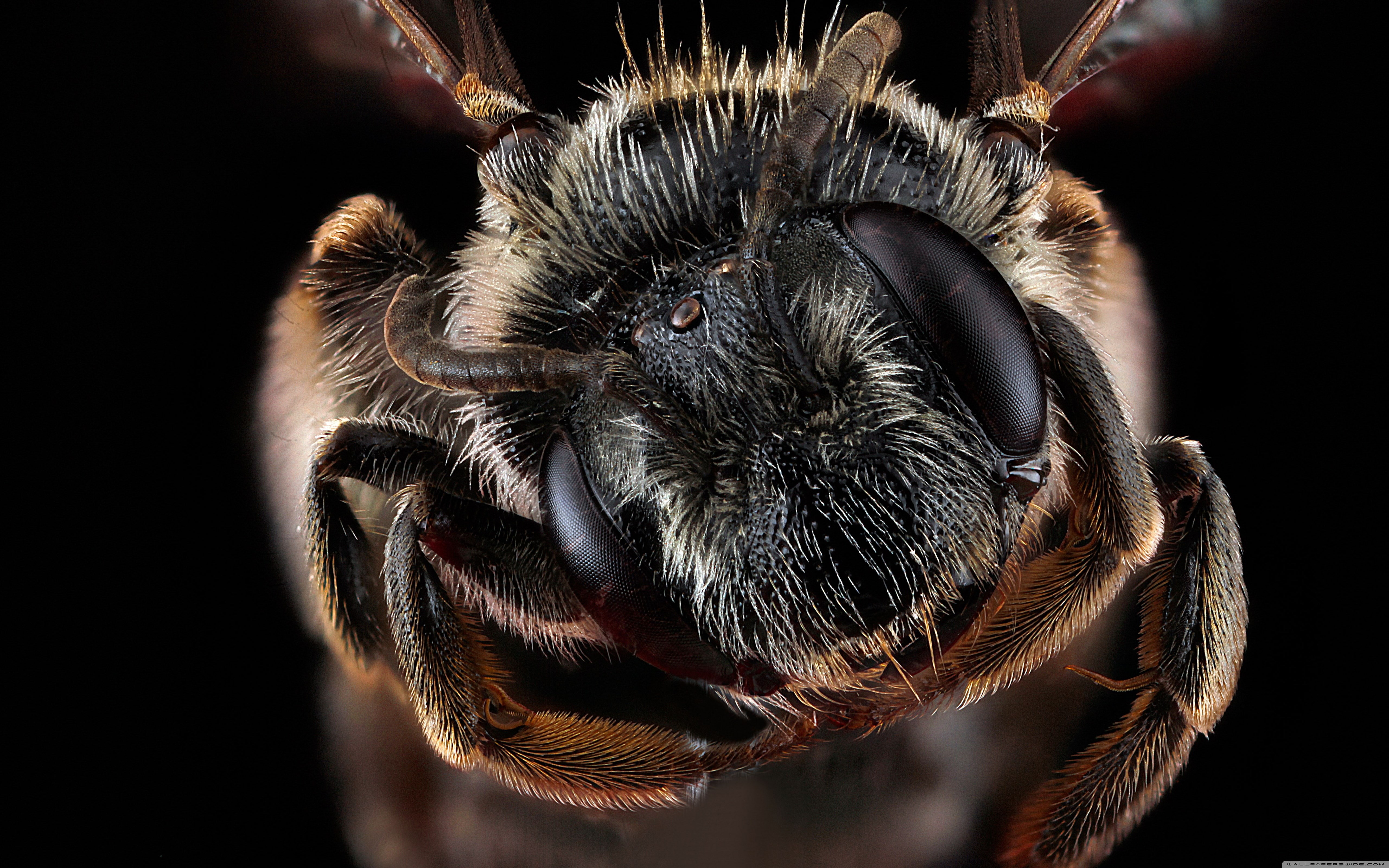 bee