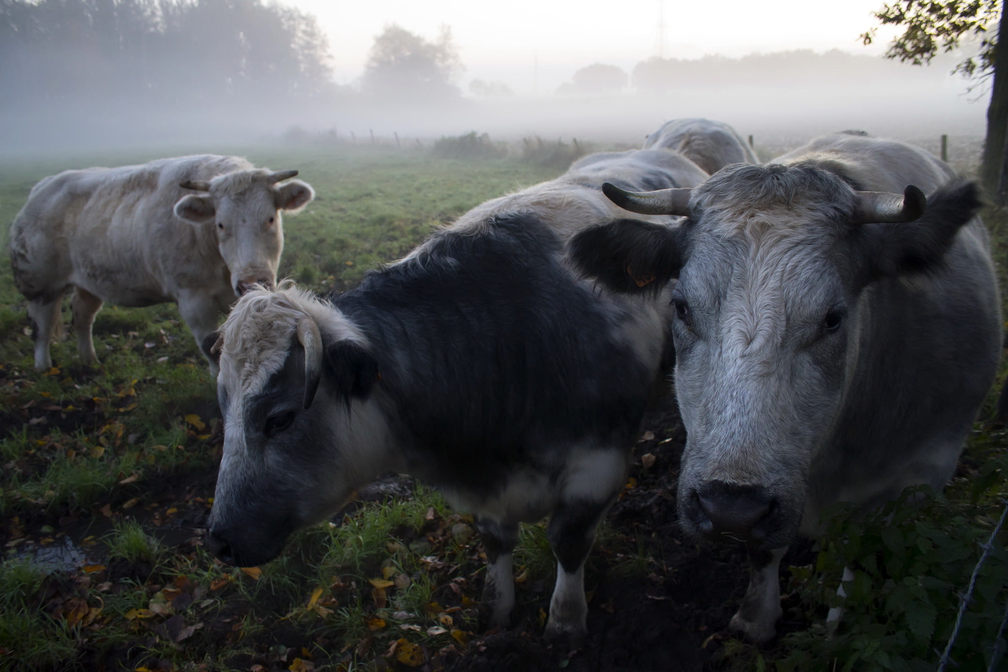 fog, morning, cows
