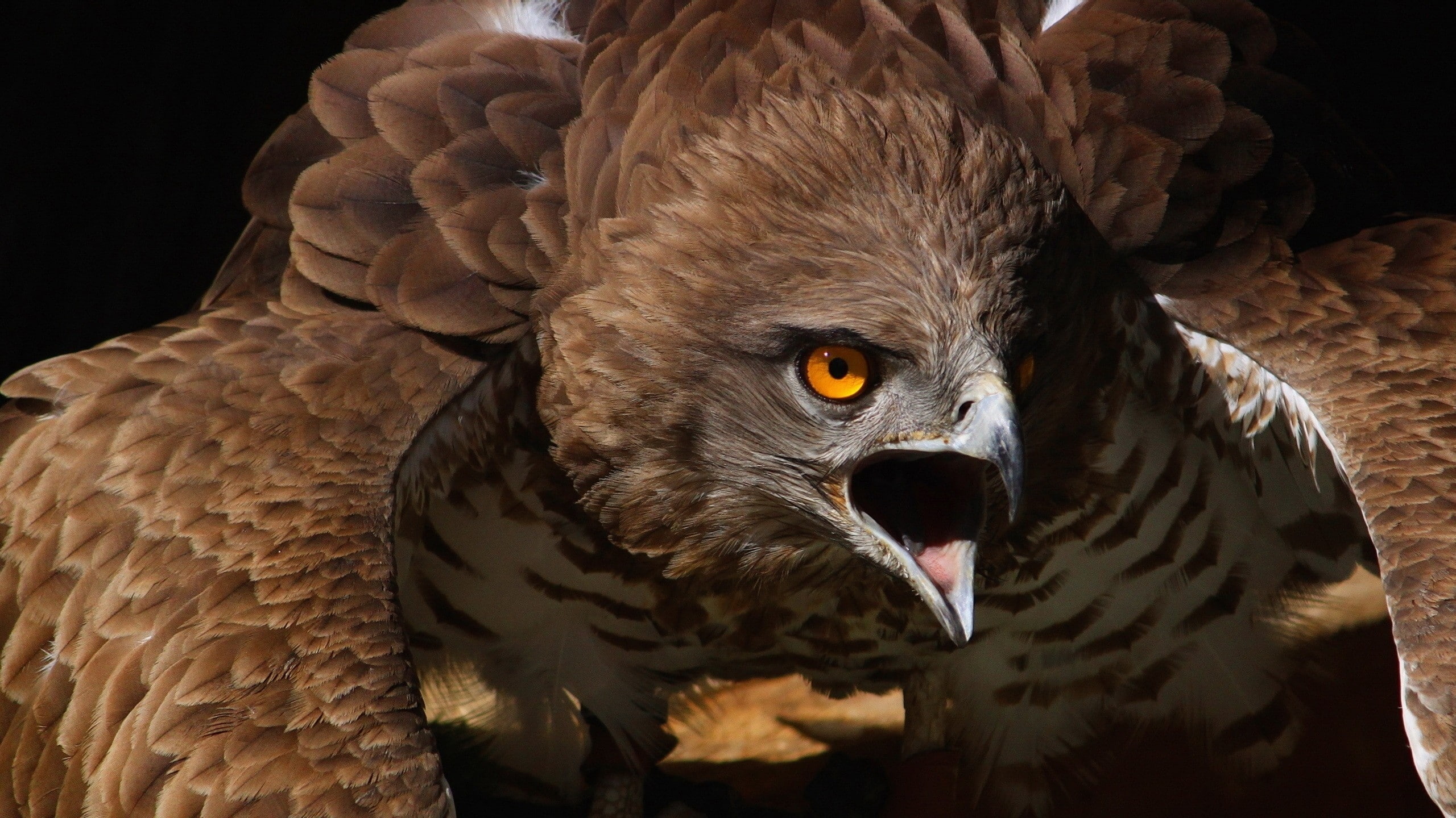 Birds, Eagle