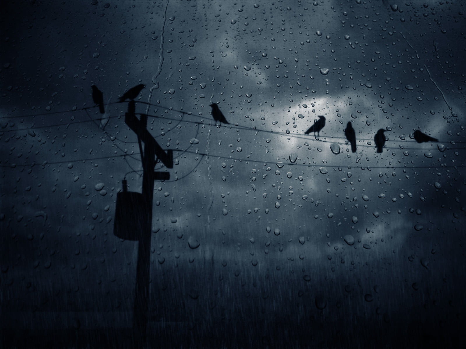 black utility pole, birds, crows, glass, drops, rain, weather