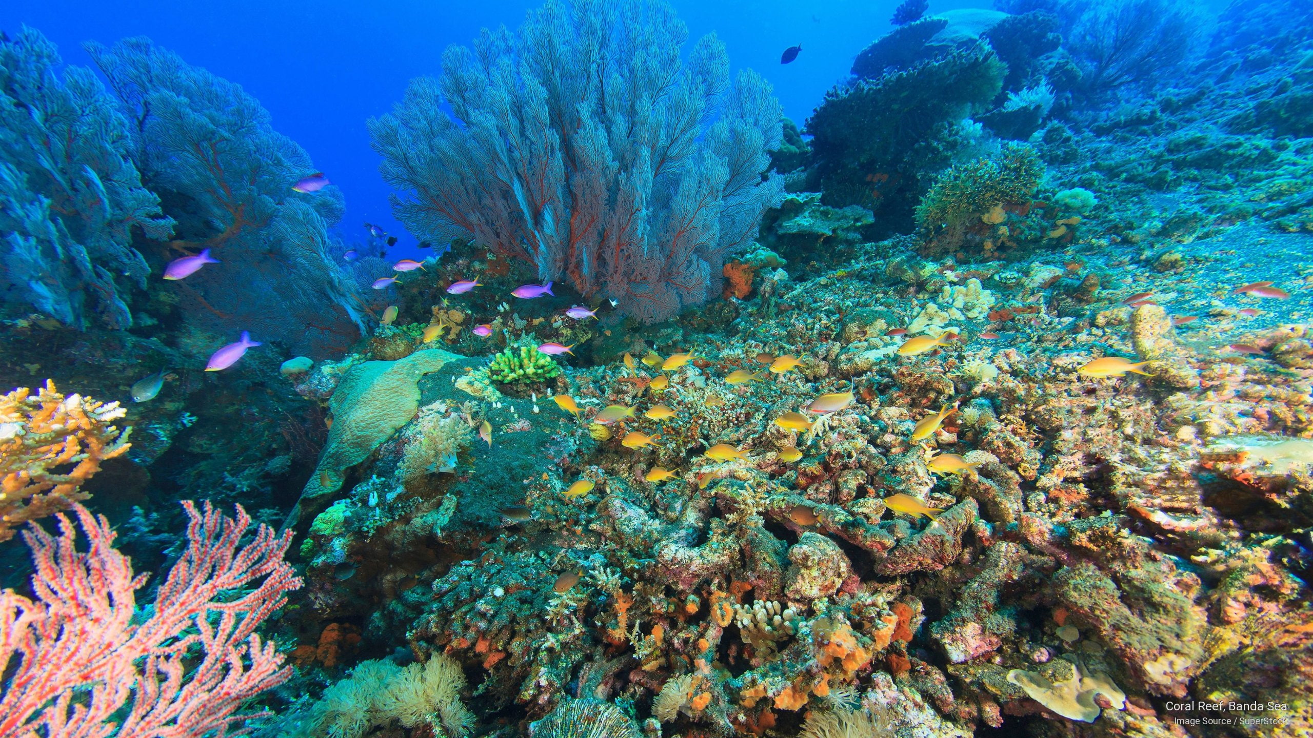 Coral Reef, Banda Sea, Ocean Life