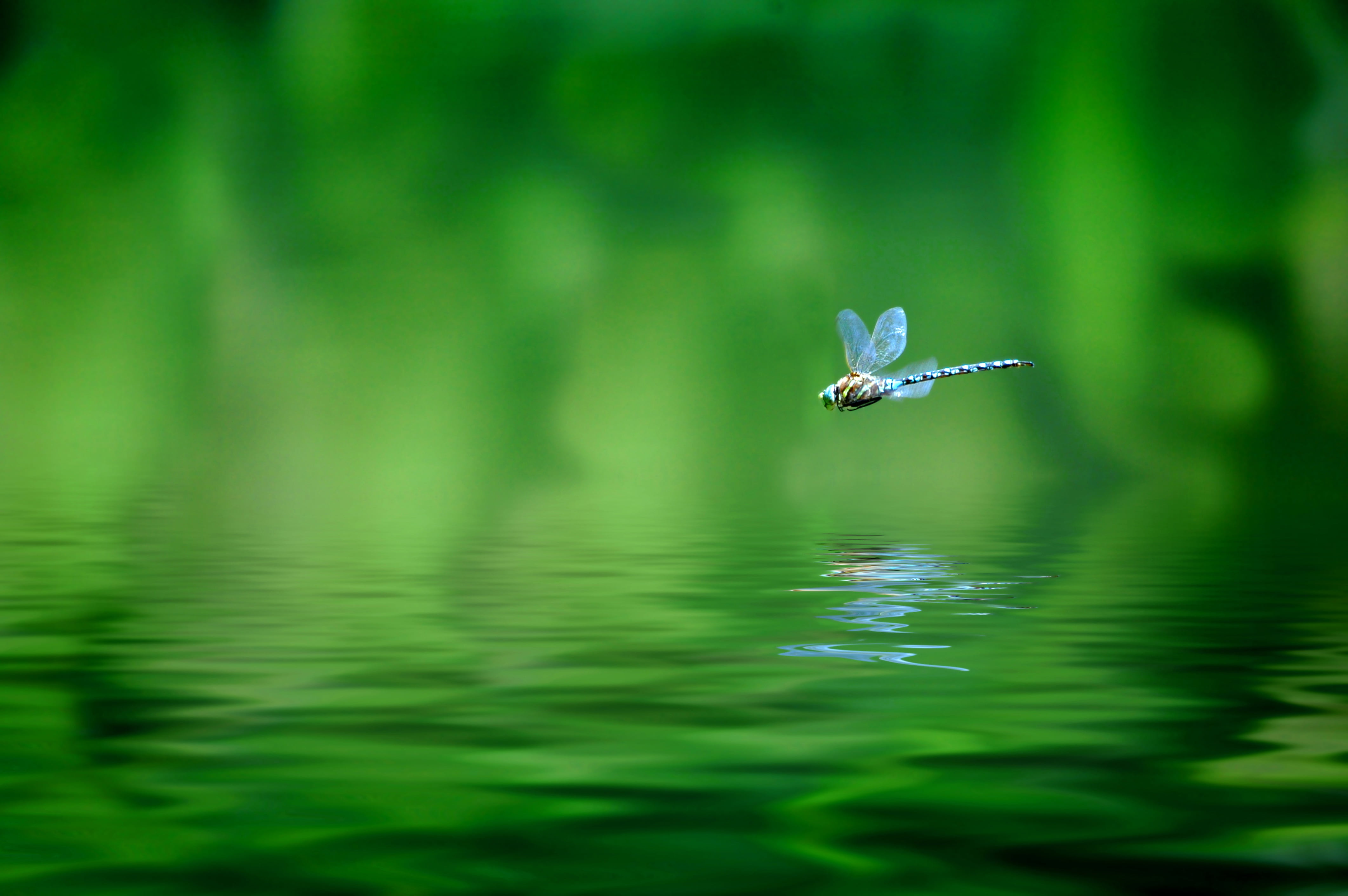 blue dragonfly, macro, flight, nature, tropics, speed, blur, bokeh