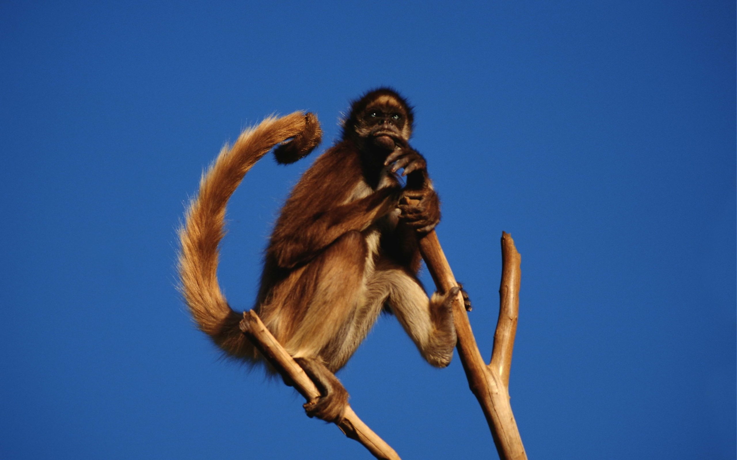 monkey