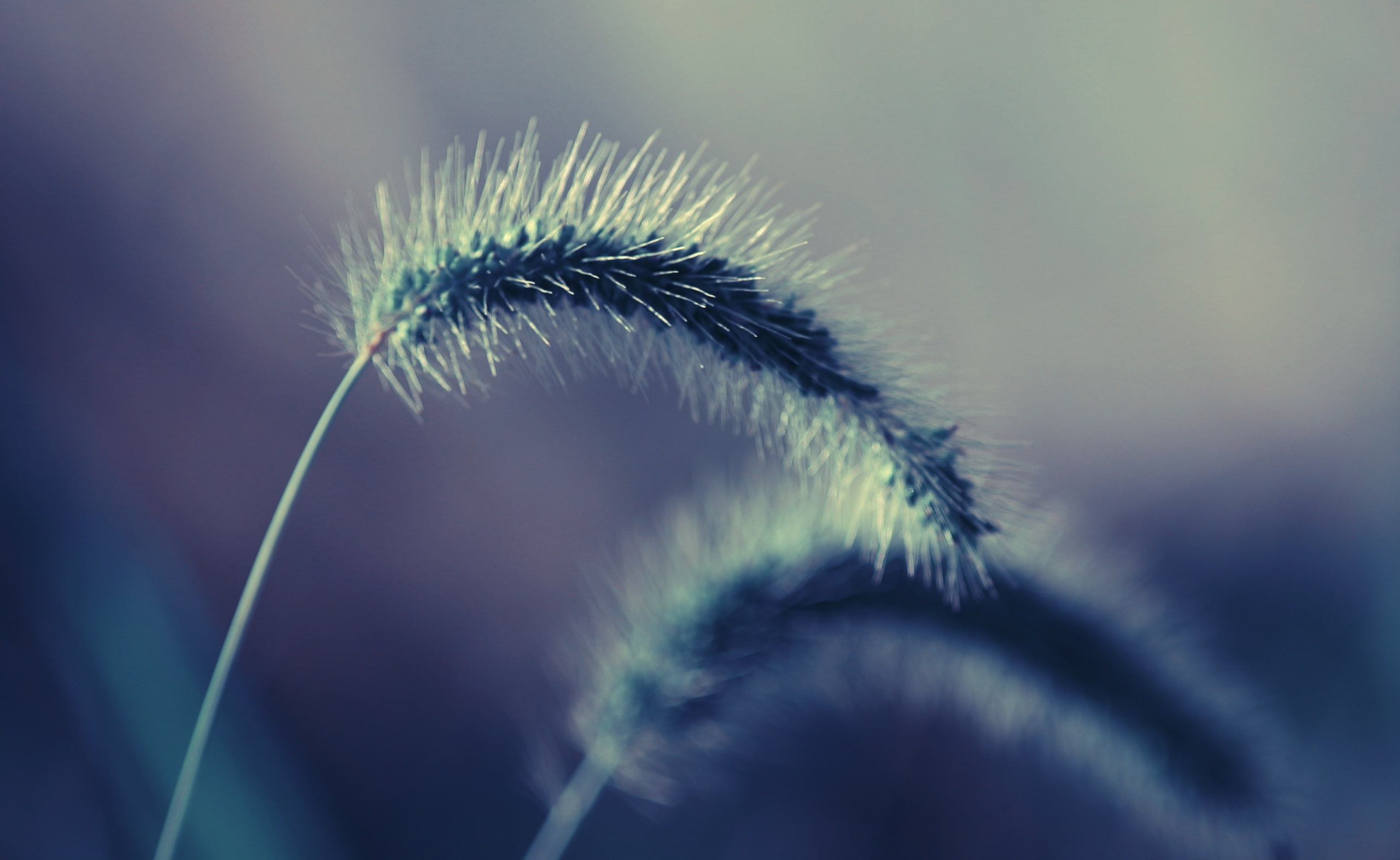 Spikelets Macro, Aero