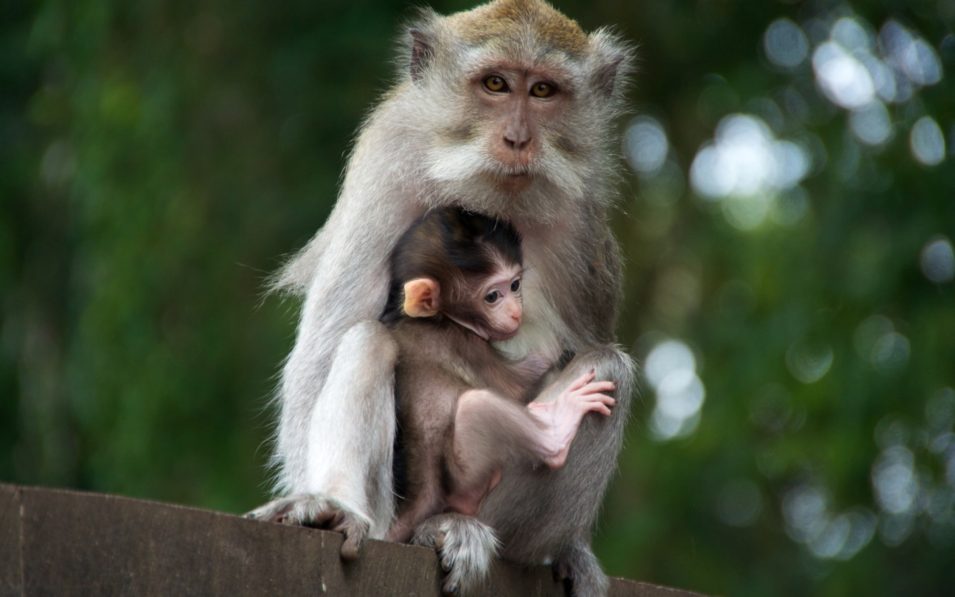 Monkeys, Cute