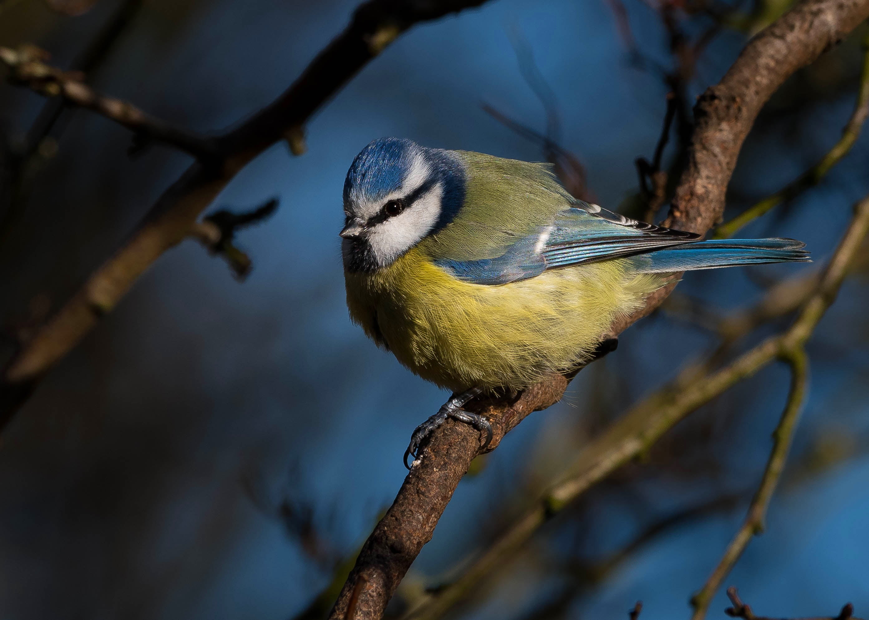 branches, blue, background, bird, titmouse