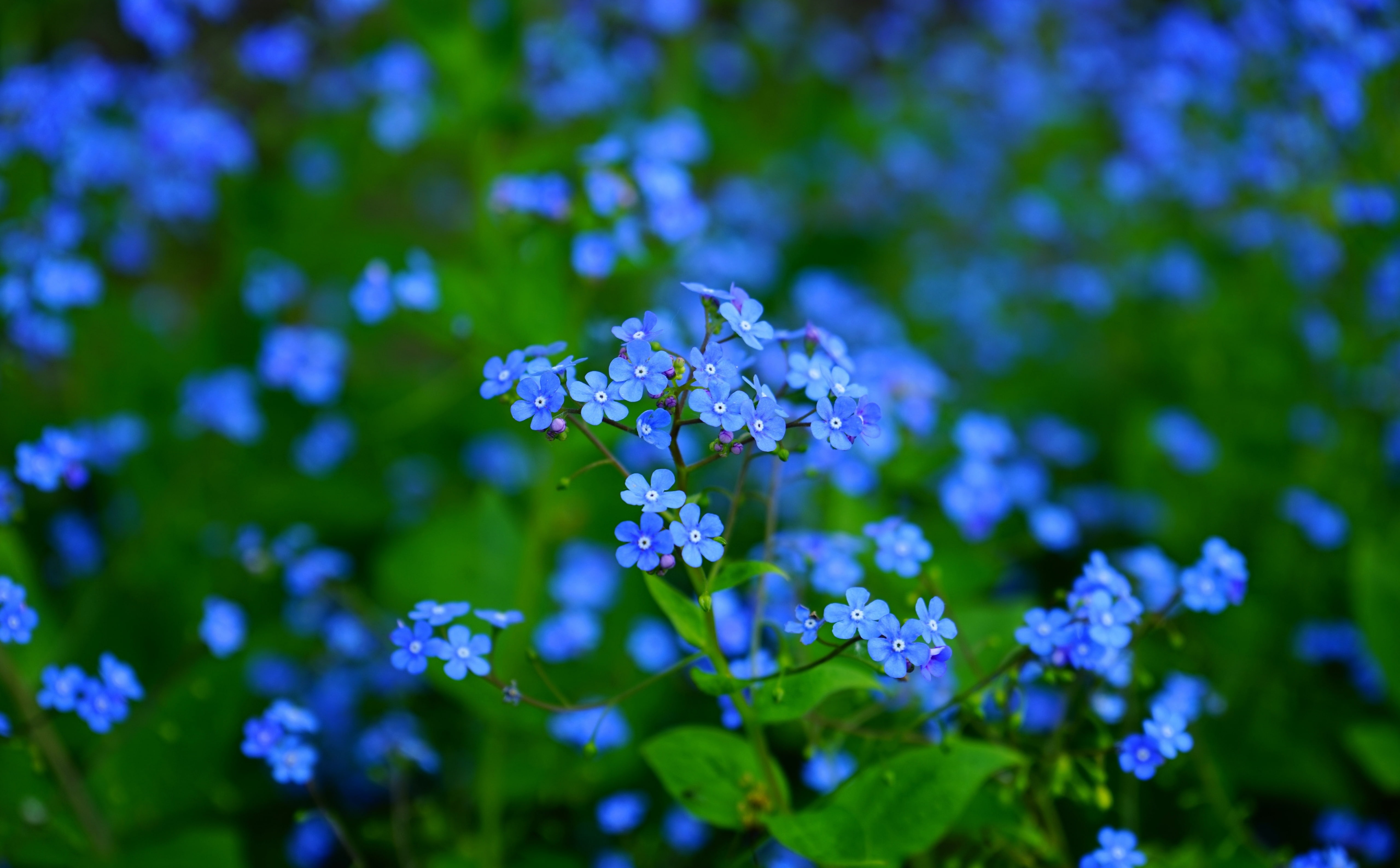 Forget Me Nots, blue Nemophila flowers, Seasons, Summer, Green