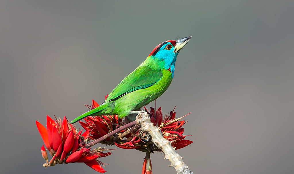 green and blue bird perched on red flower at daytime, blue-throated barbet, blue-throated barbet