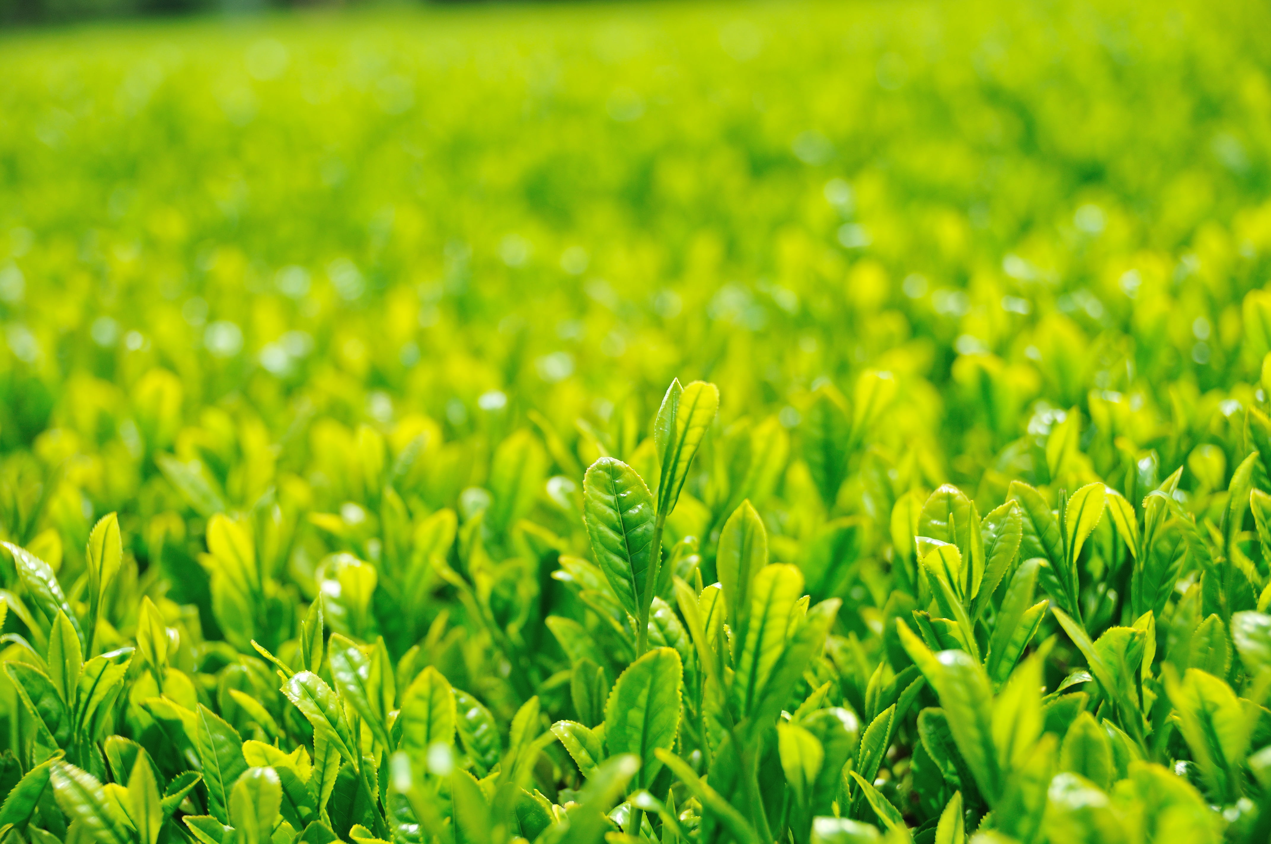 green seedlings, Tea plantation, Japan, 日本, Nikon  D300, 散歩