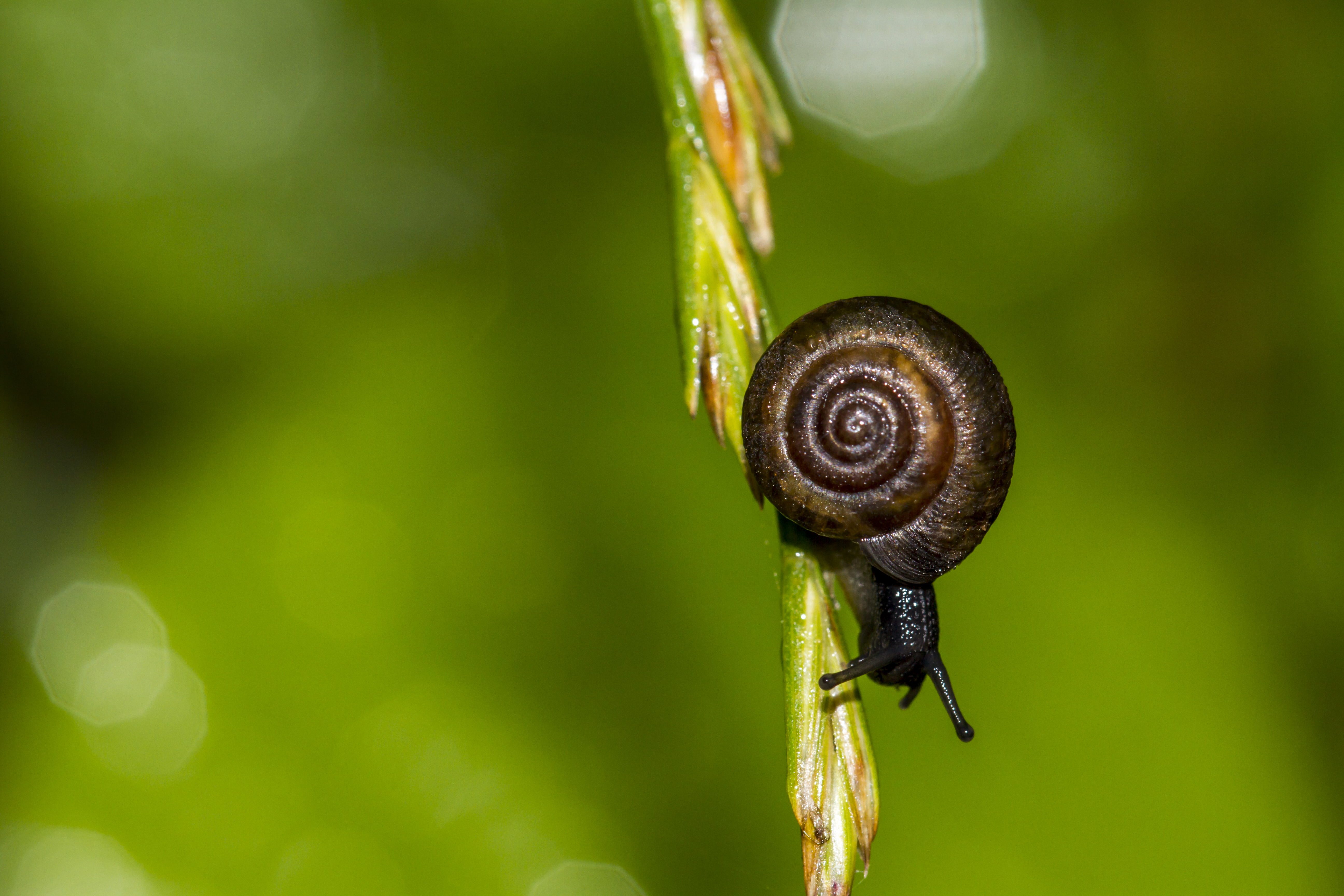 brown shelled snail on green twig, snail, Wishing, happy, Saturday