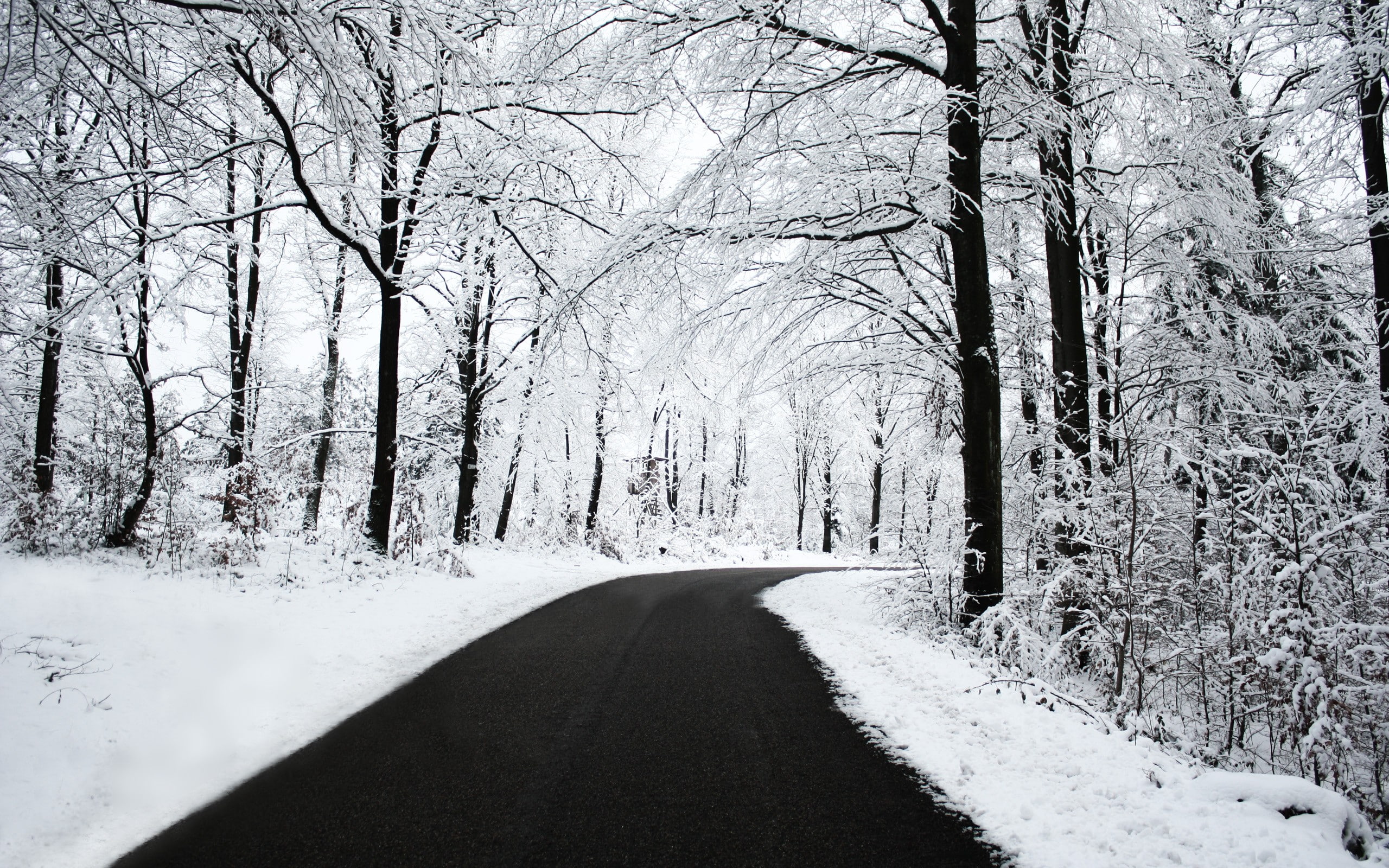 road, snow, trees, black, white, winter, forest, nature