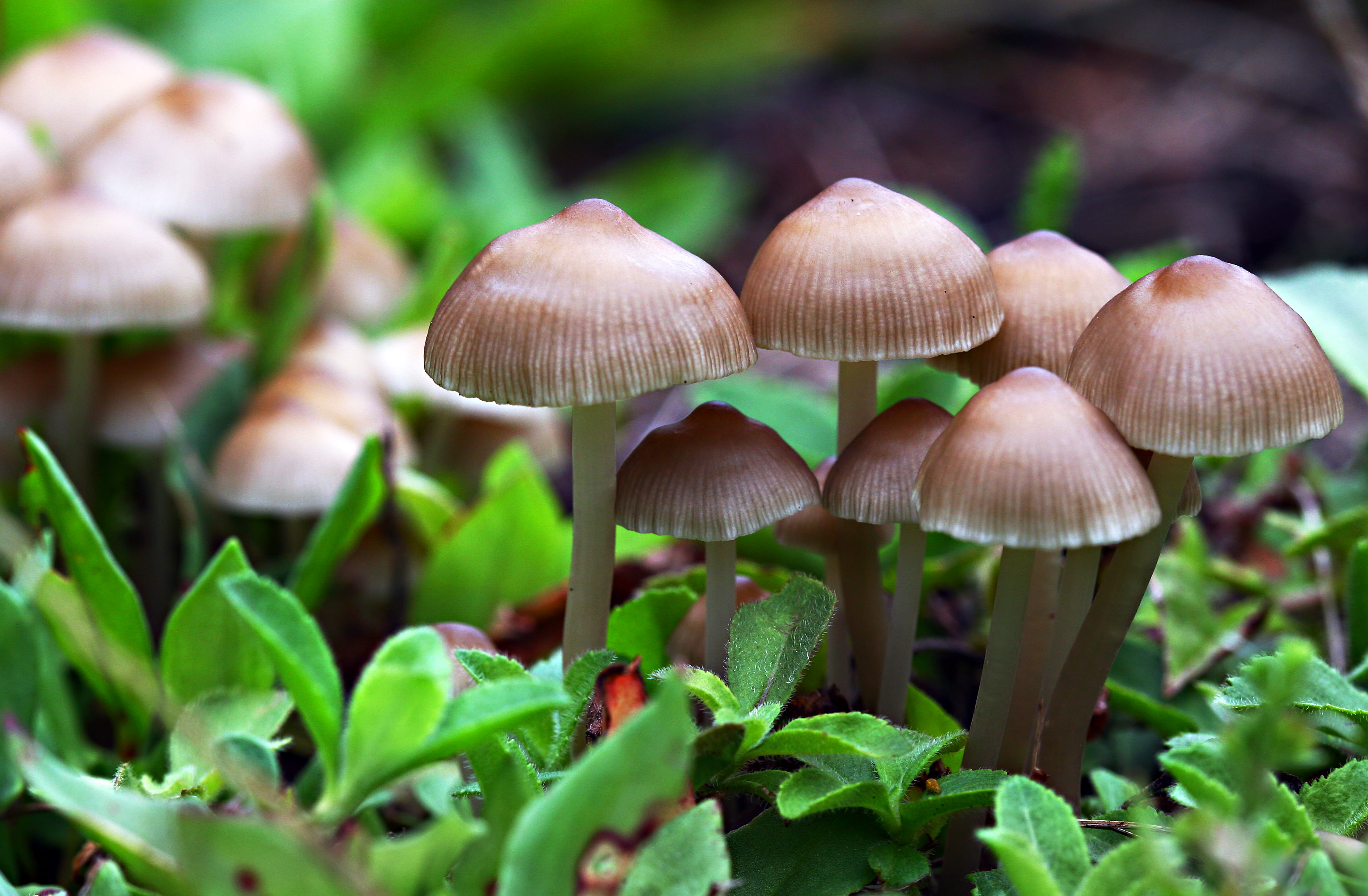 closeup photo of mushrooms, baby, nature, macro, fungus, autumn