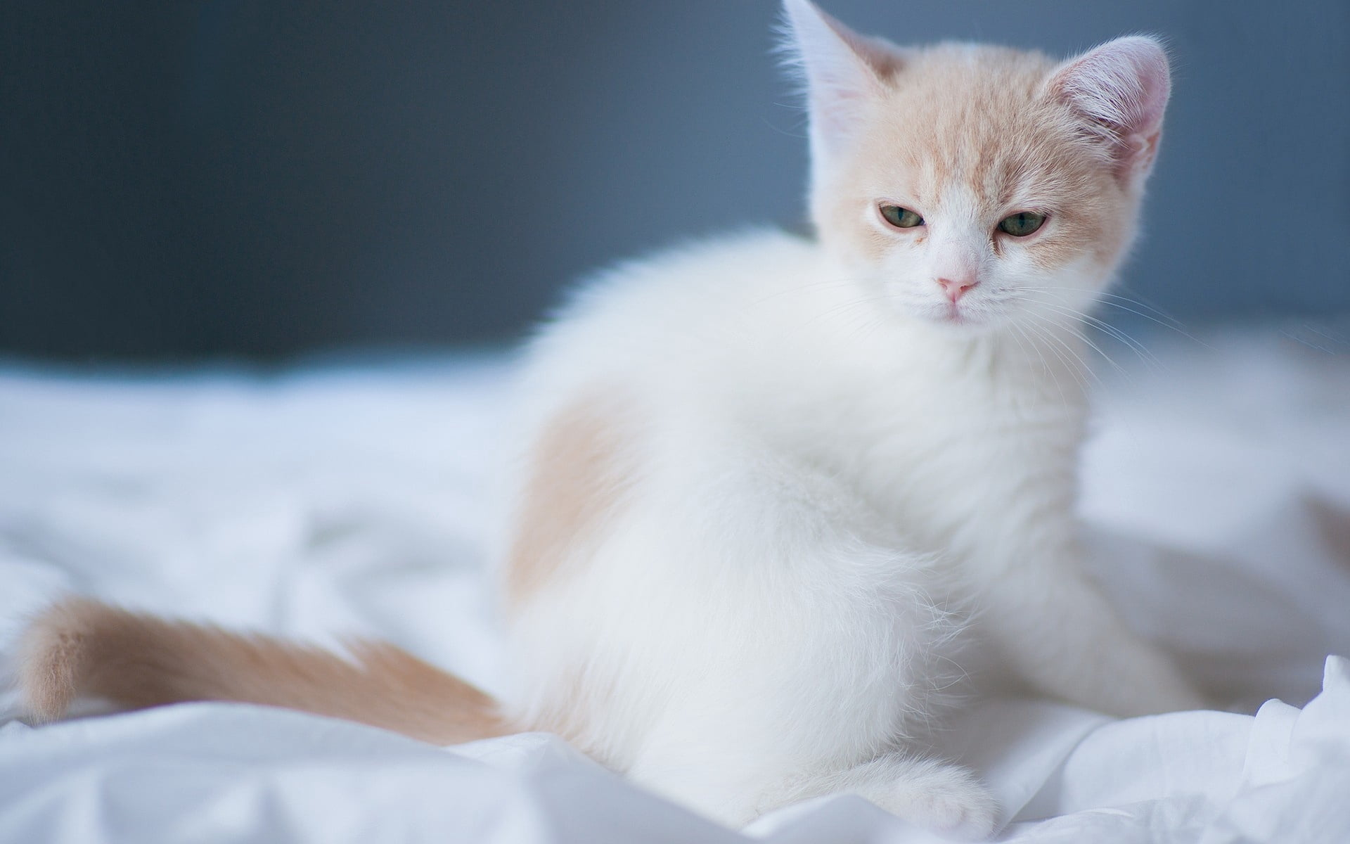 white and orange tabby kitten, sheet, squint, light, animal themes