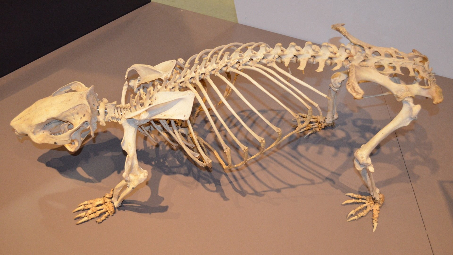 Animal, Whopping Wombat, Bones, Exhibit, Museum, Phascolonus