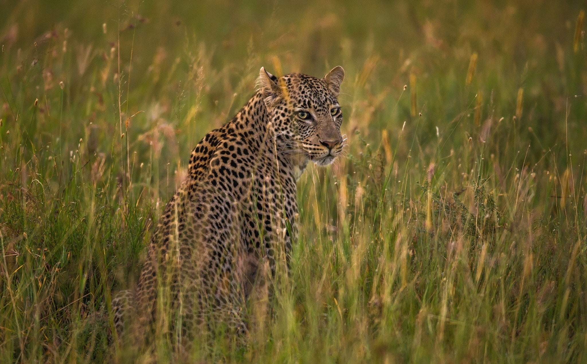 leopard