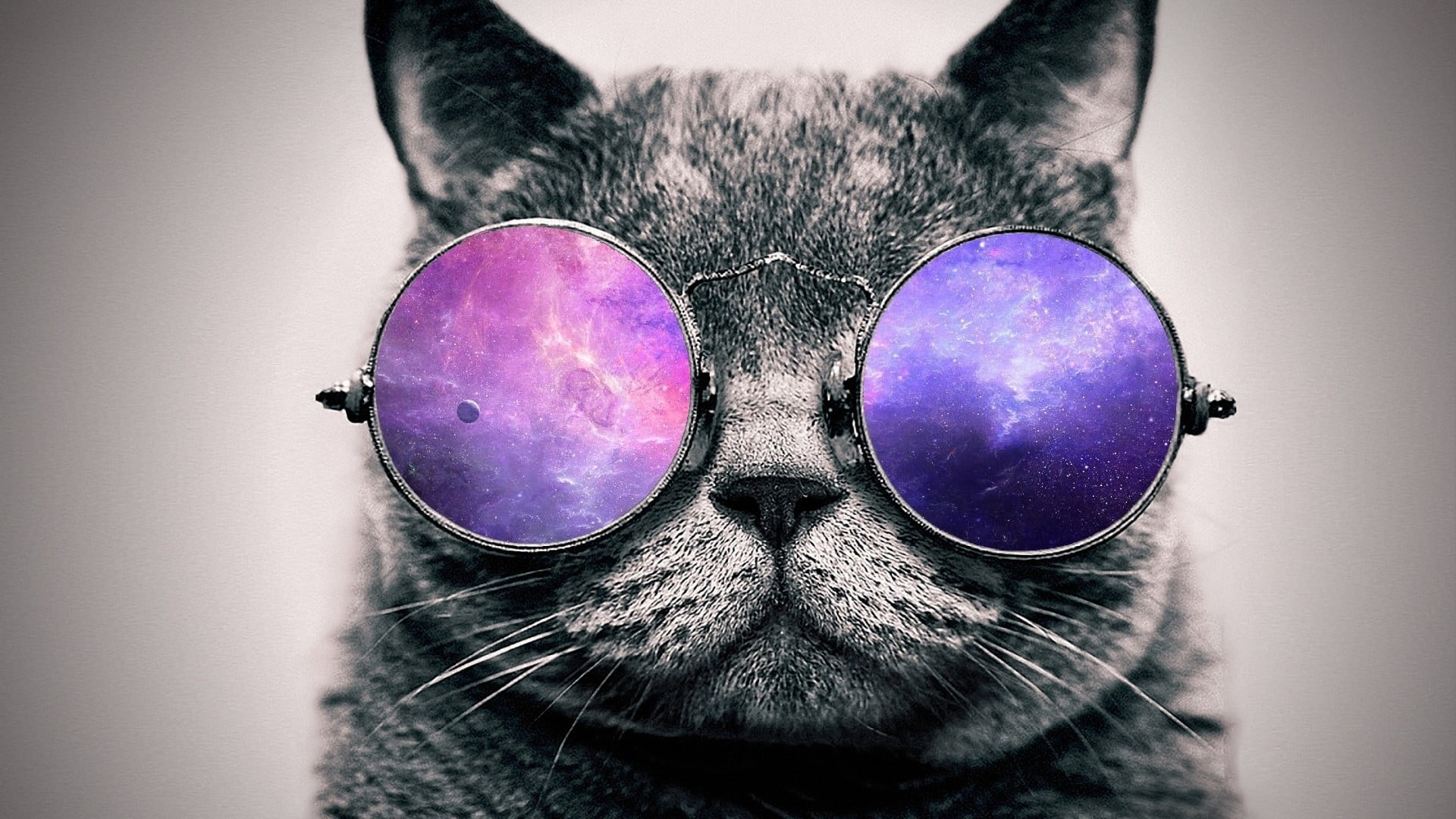 Free download | HD wallpaper: cat wearing purple lens sunglasses ...