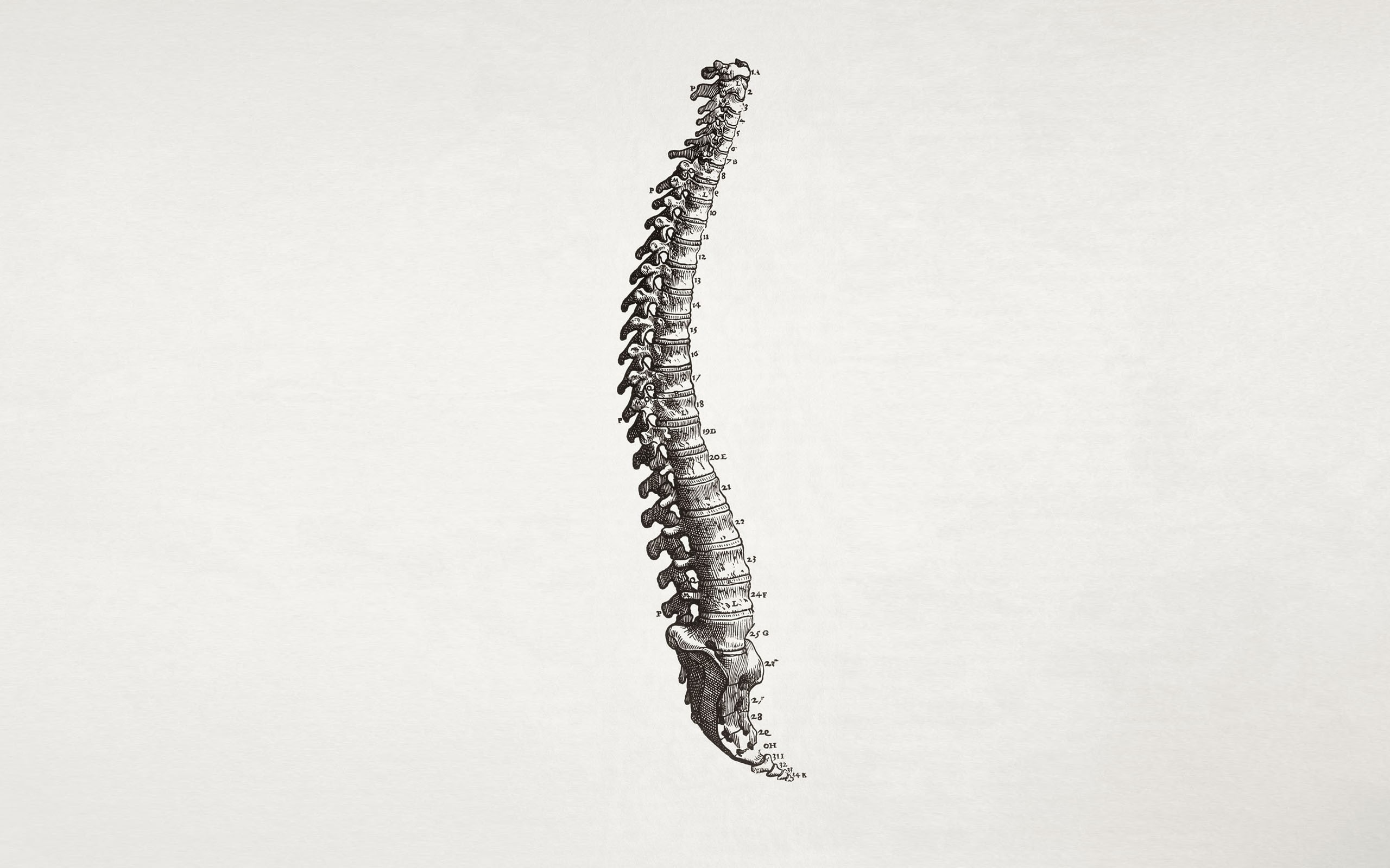 bones, medicine, spine, simple background, minimalism