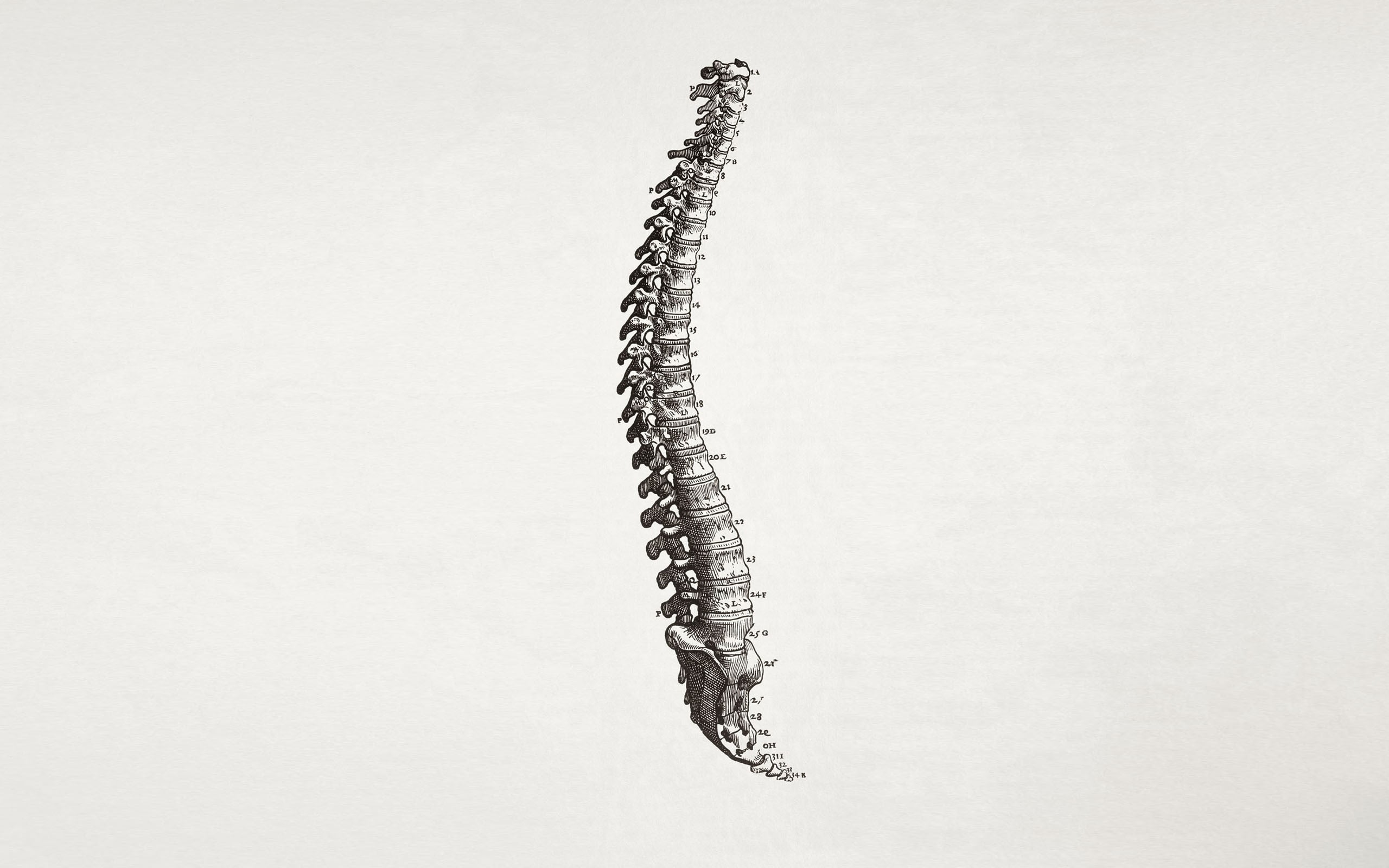 long gray animal bone sketch, spine, simple background, minimalism