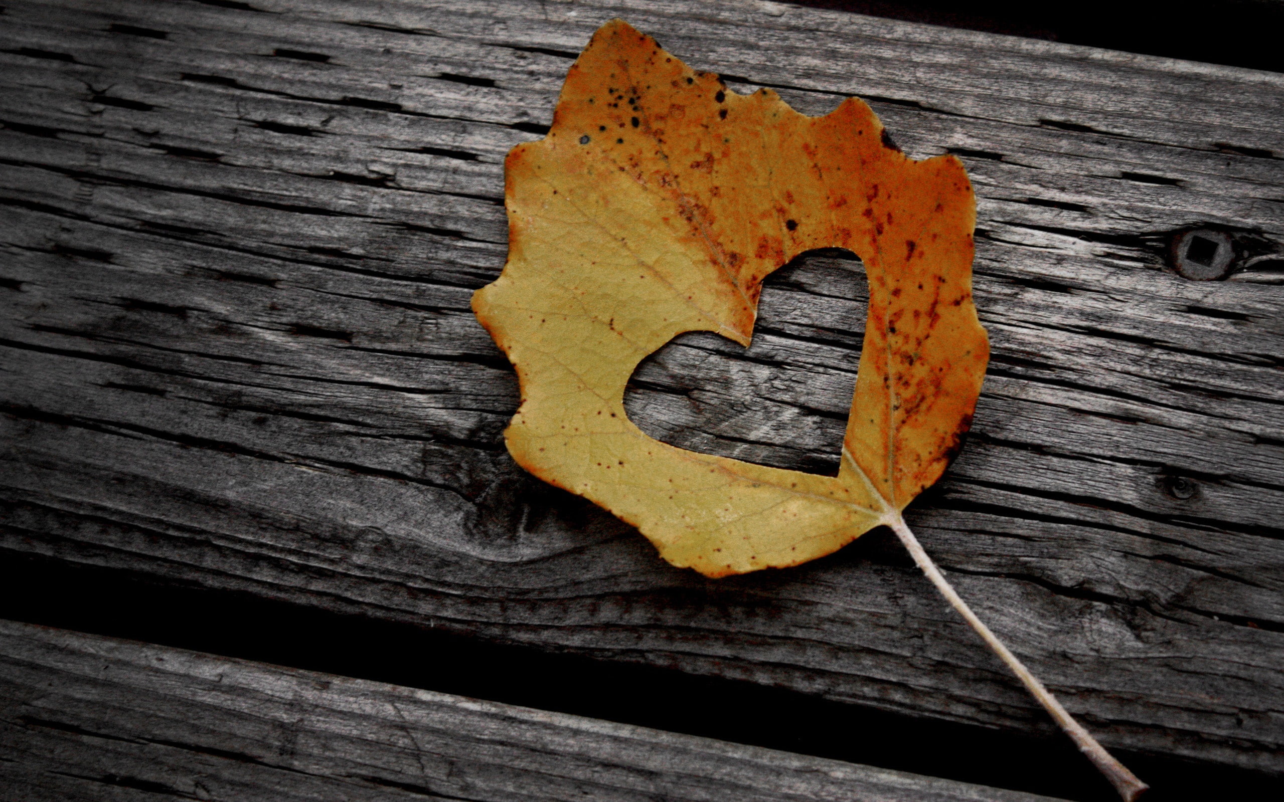 Heart maple leaf