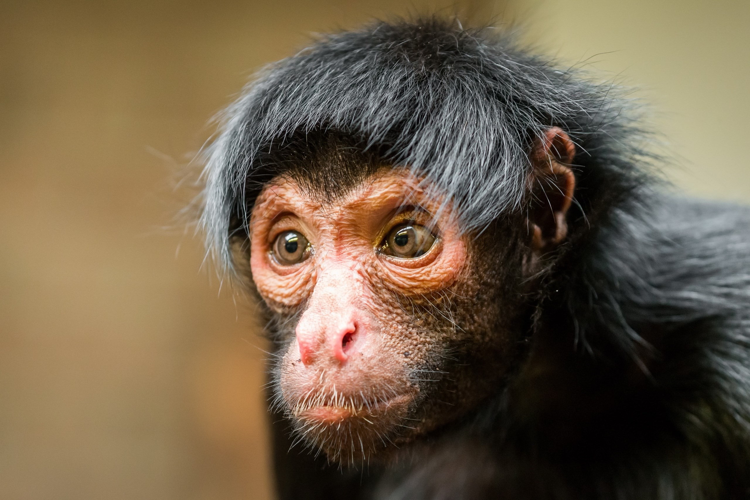 monkey