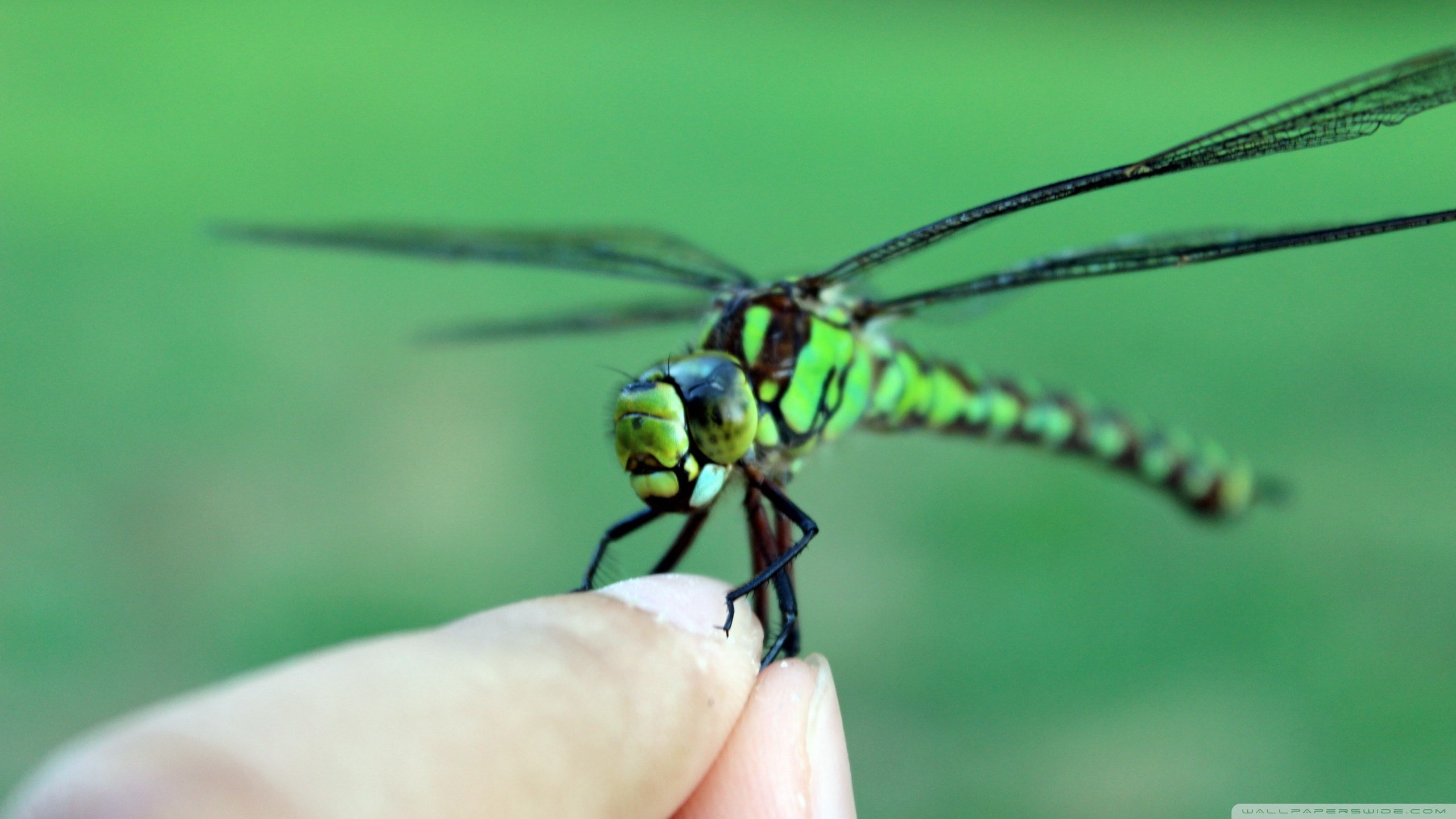 dragonfly