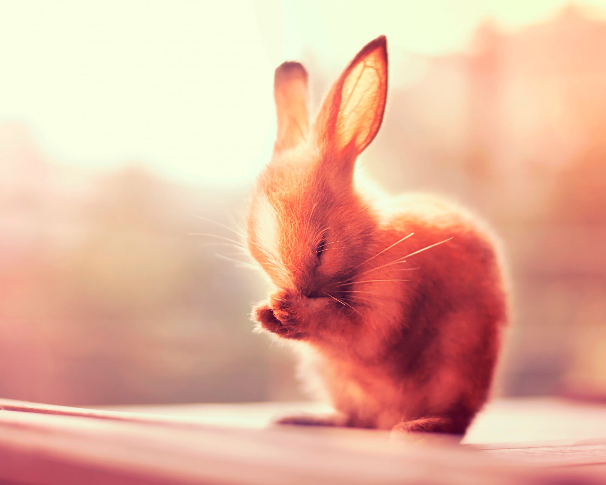 Rabbit ears, brown rabbit, Paws
