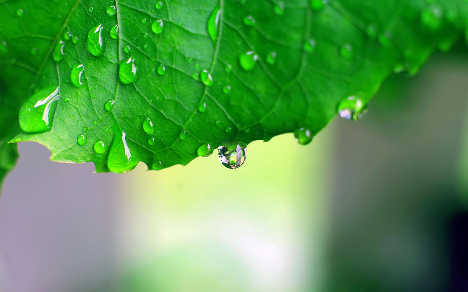Monsoon Leaf HD, water drops, 1920x1200, rain