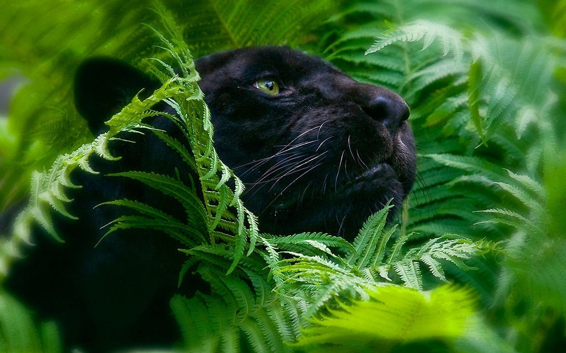 black jaguar, panther, grass, big cat, muzzle, animal, nature