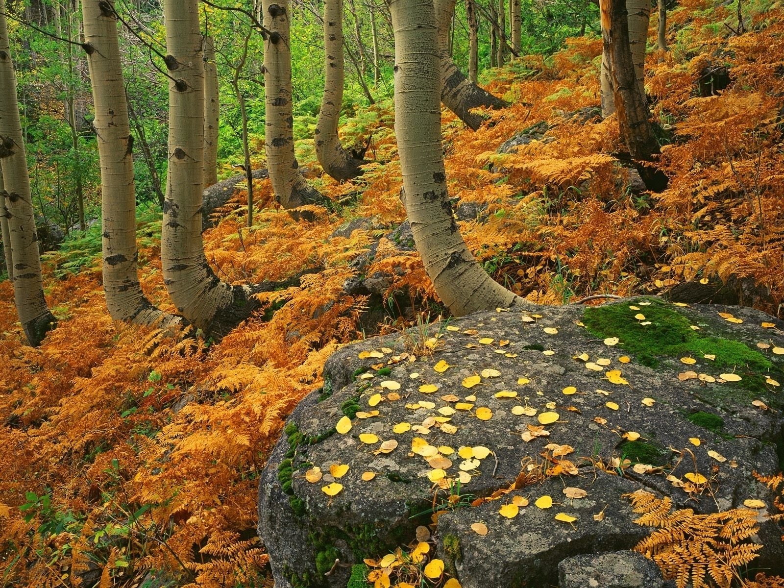 Earth, Forest, Fall, Leaf, Nature