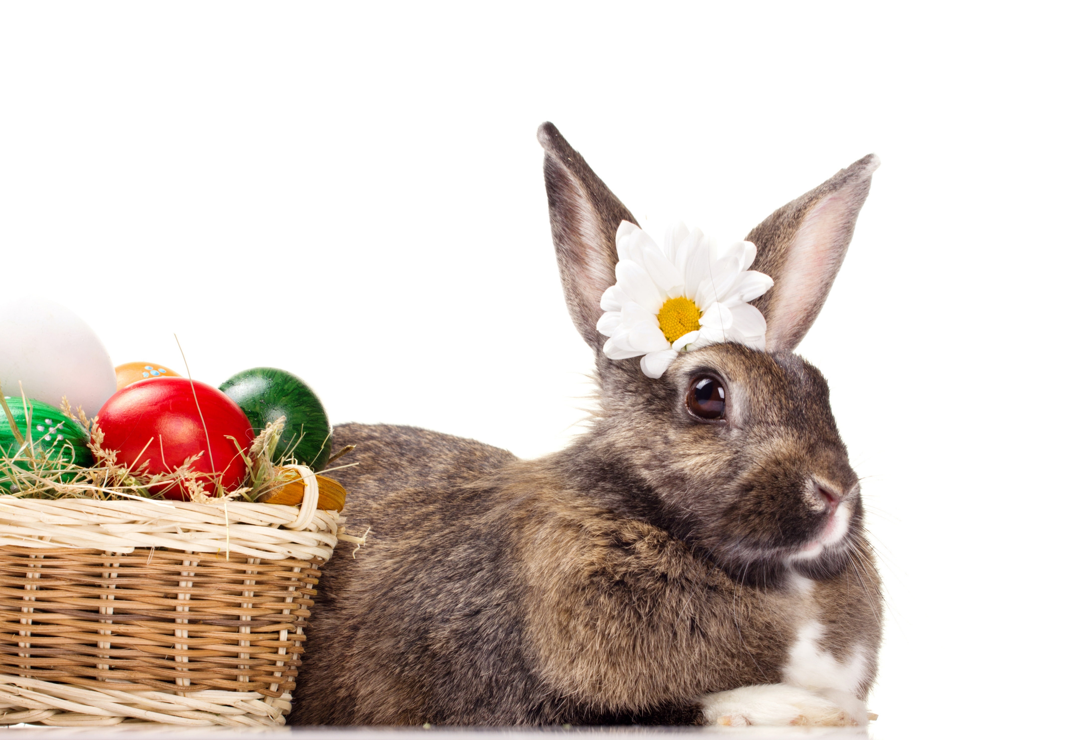 eggs, Easter, Easter eggs