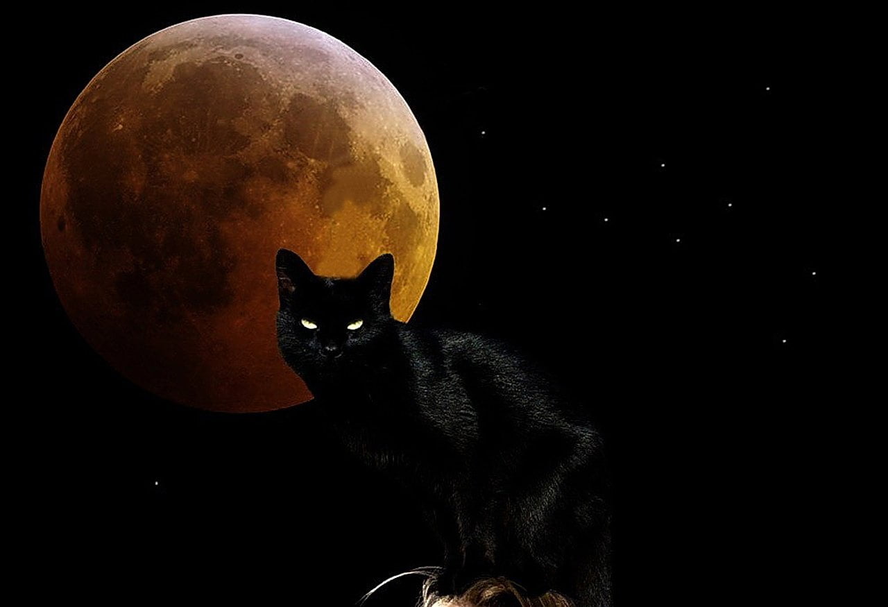 black cat, Cats, Animal, Dark, Eye, Moon, night, black Color