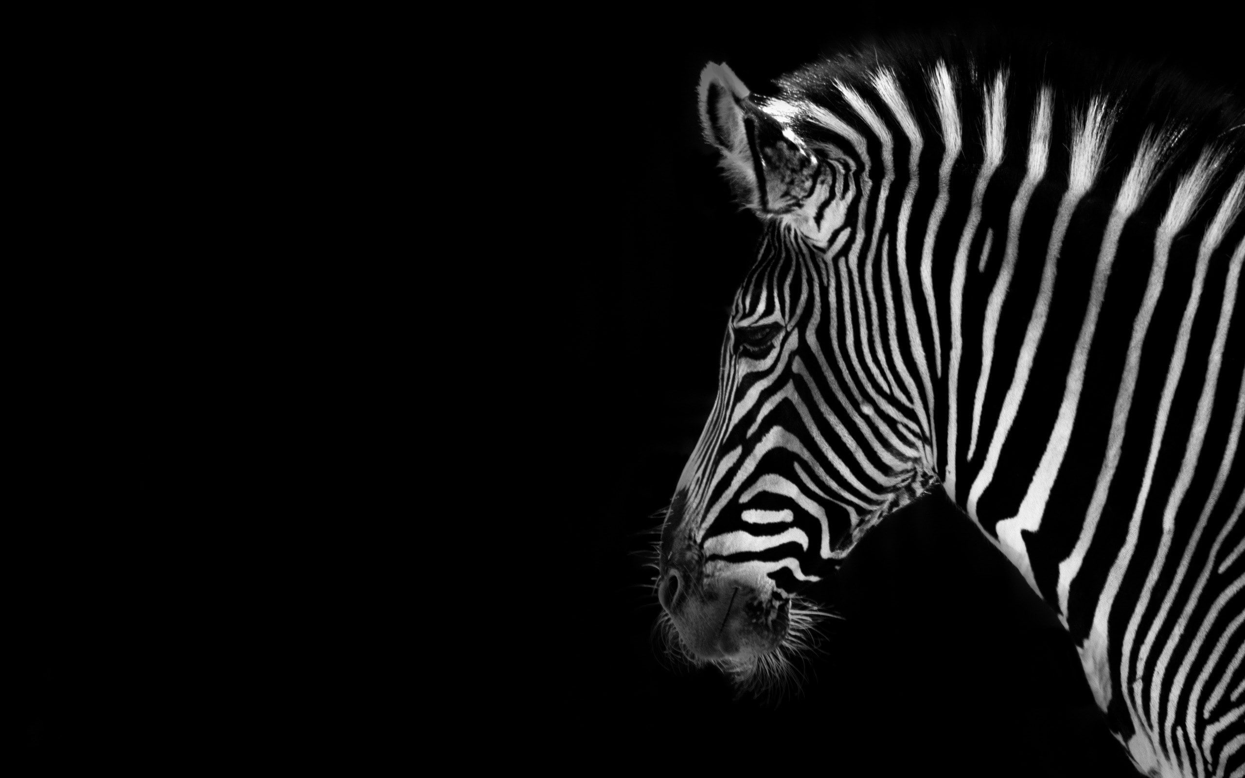 zebra