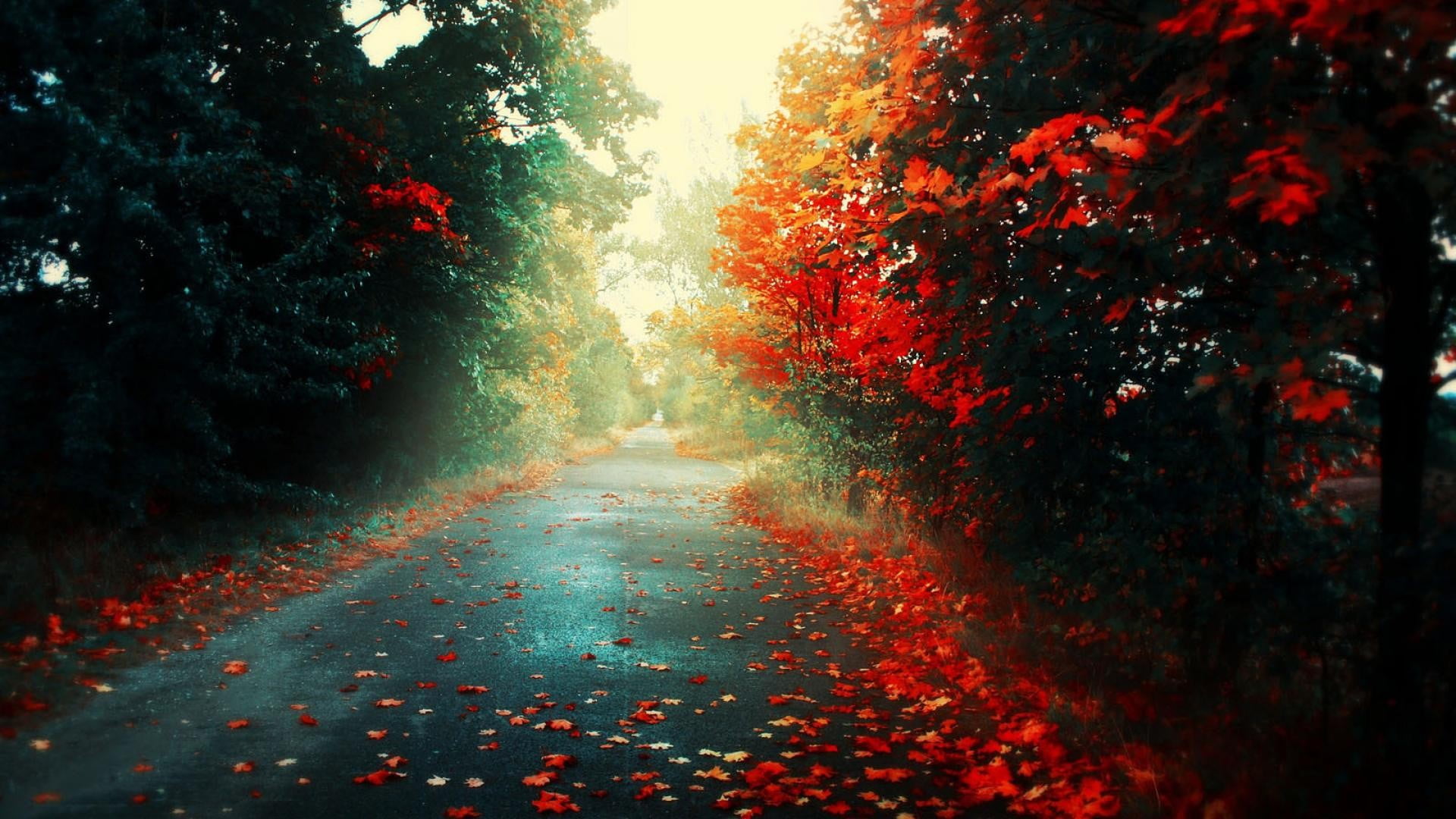 red petaled tree, fall, colorful, nature, road, trees, landscape