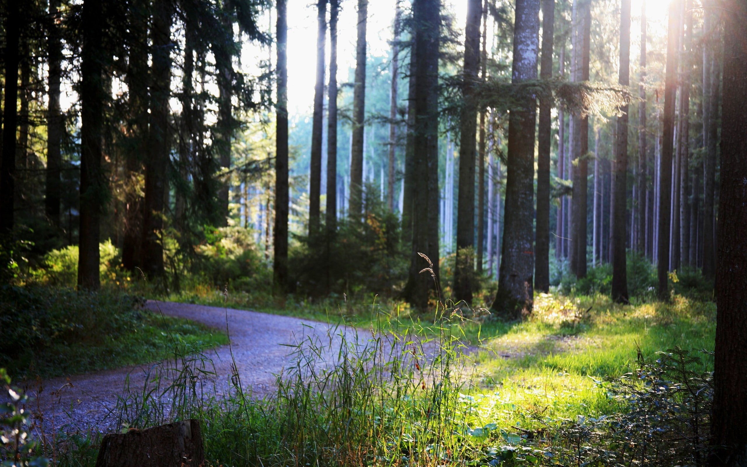 forest, path, Trees