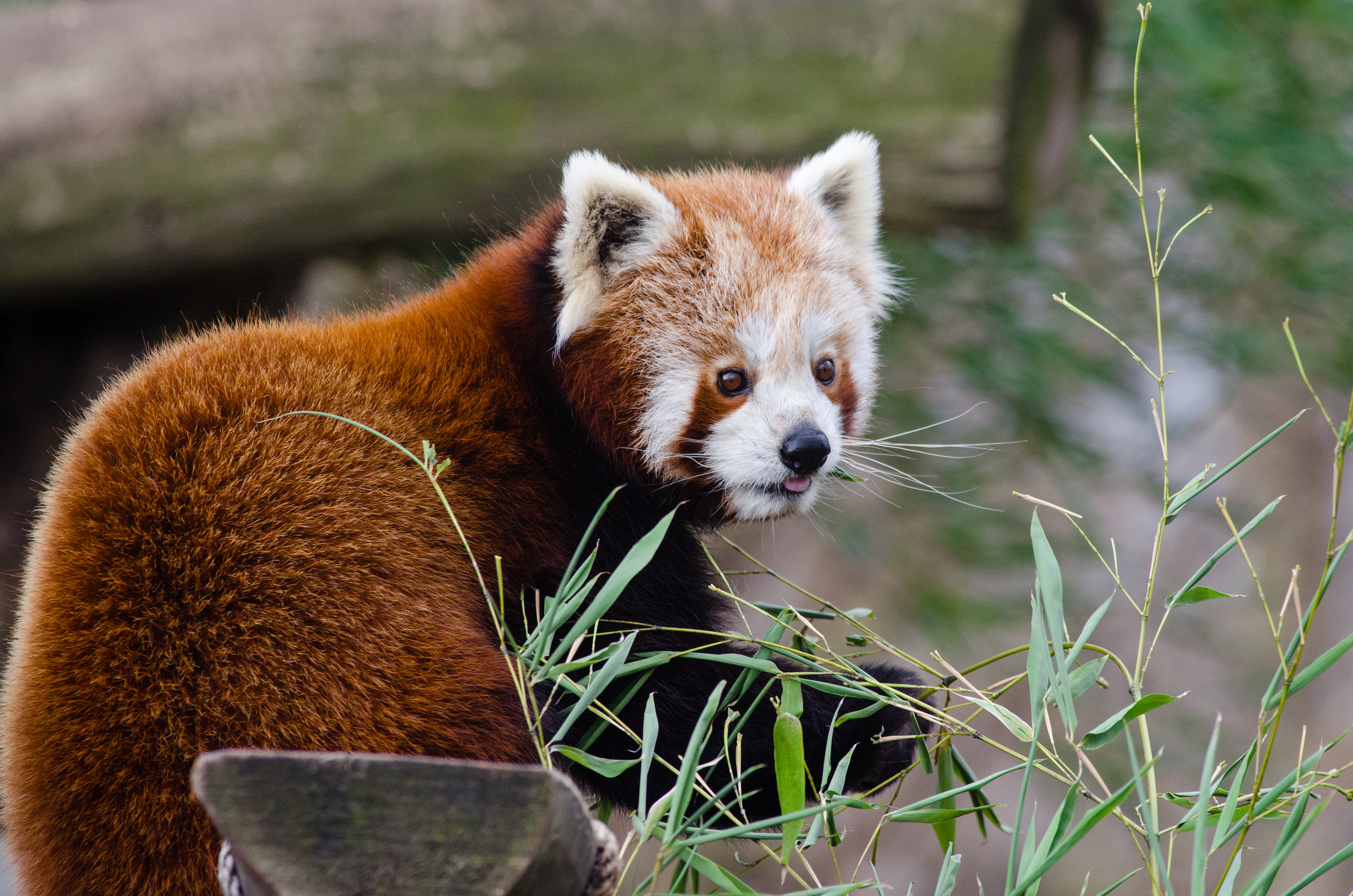 brown bear, red panda, lesser panda, protruding tongue, animal