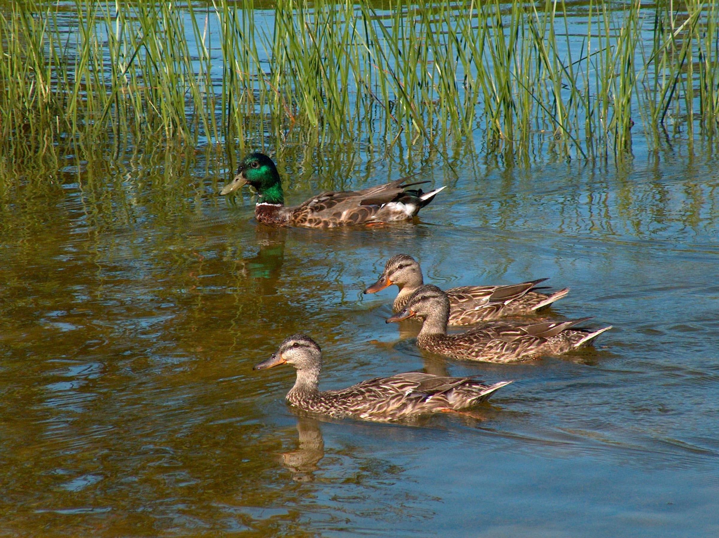 On The Lake, mallard duck, reeds, ducks swimming, animals