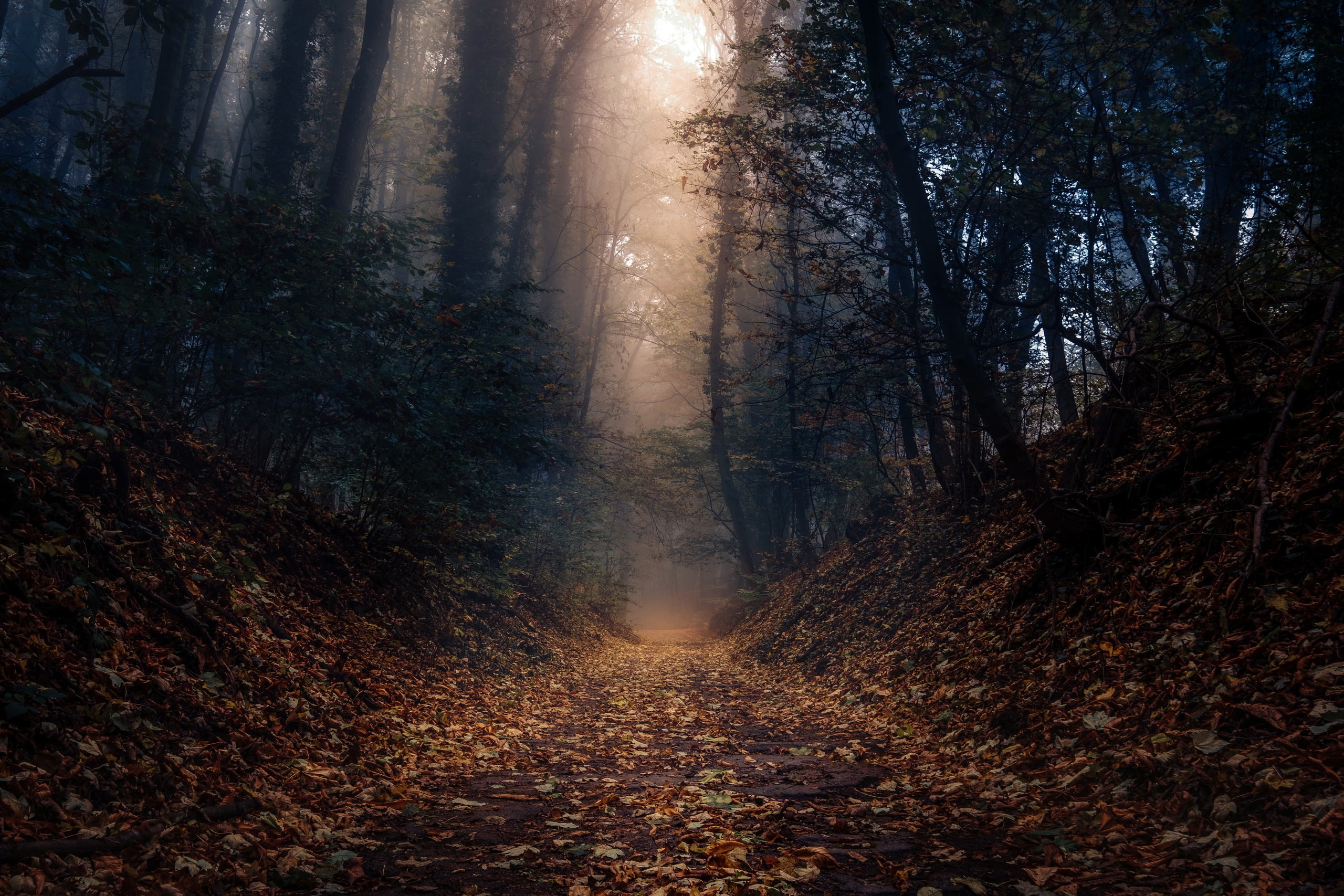 Earth, Path, Fall, Forest, Nature