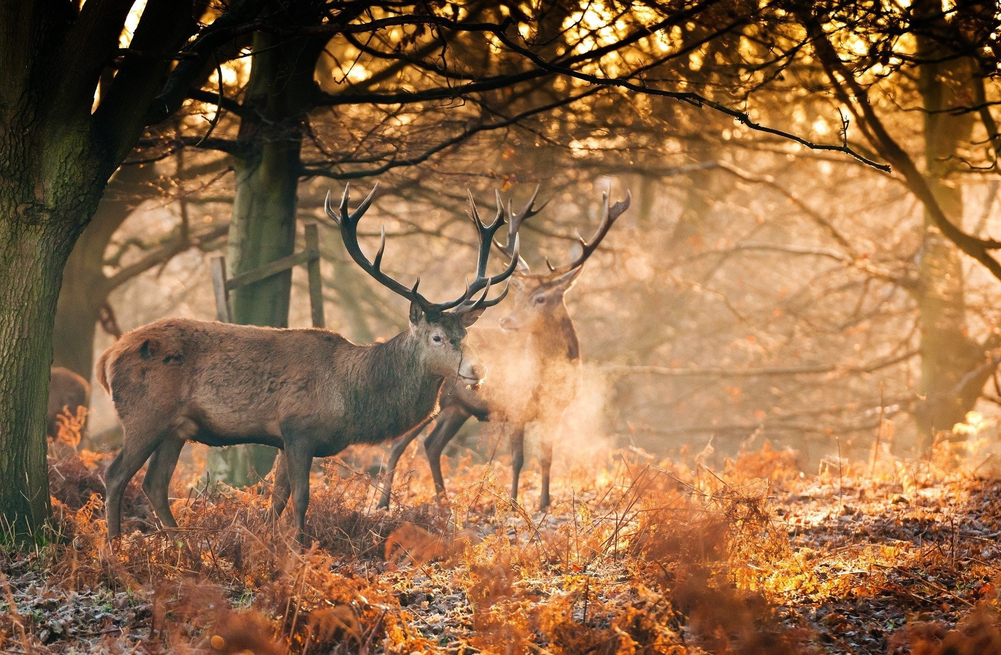 deer