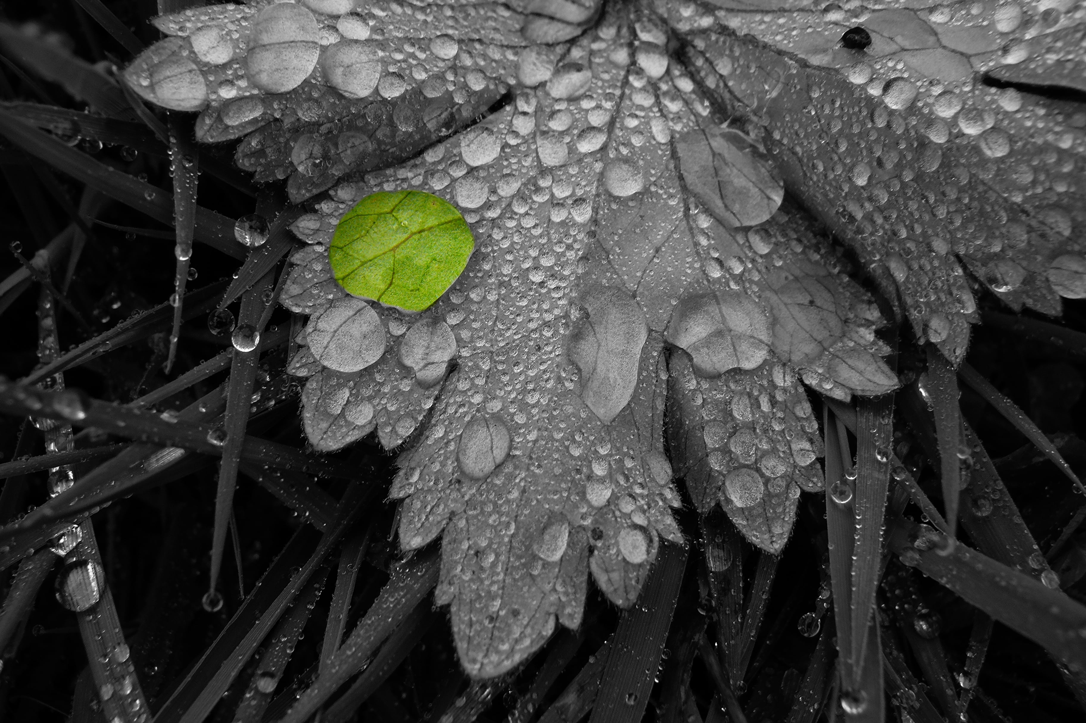gray scale photo of leaf with drop of rain, drops, panasonic